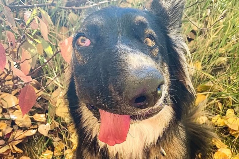 Picasso puppy Brodie steals hearts
