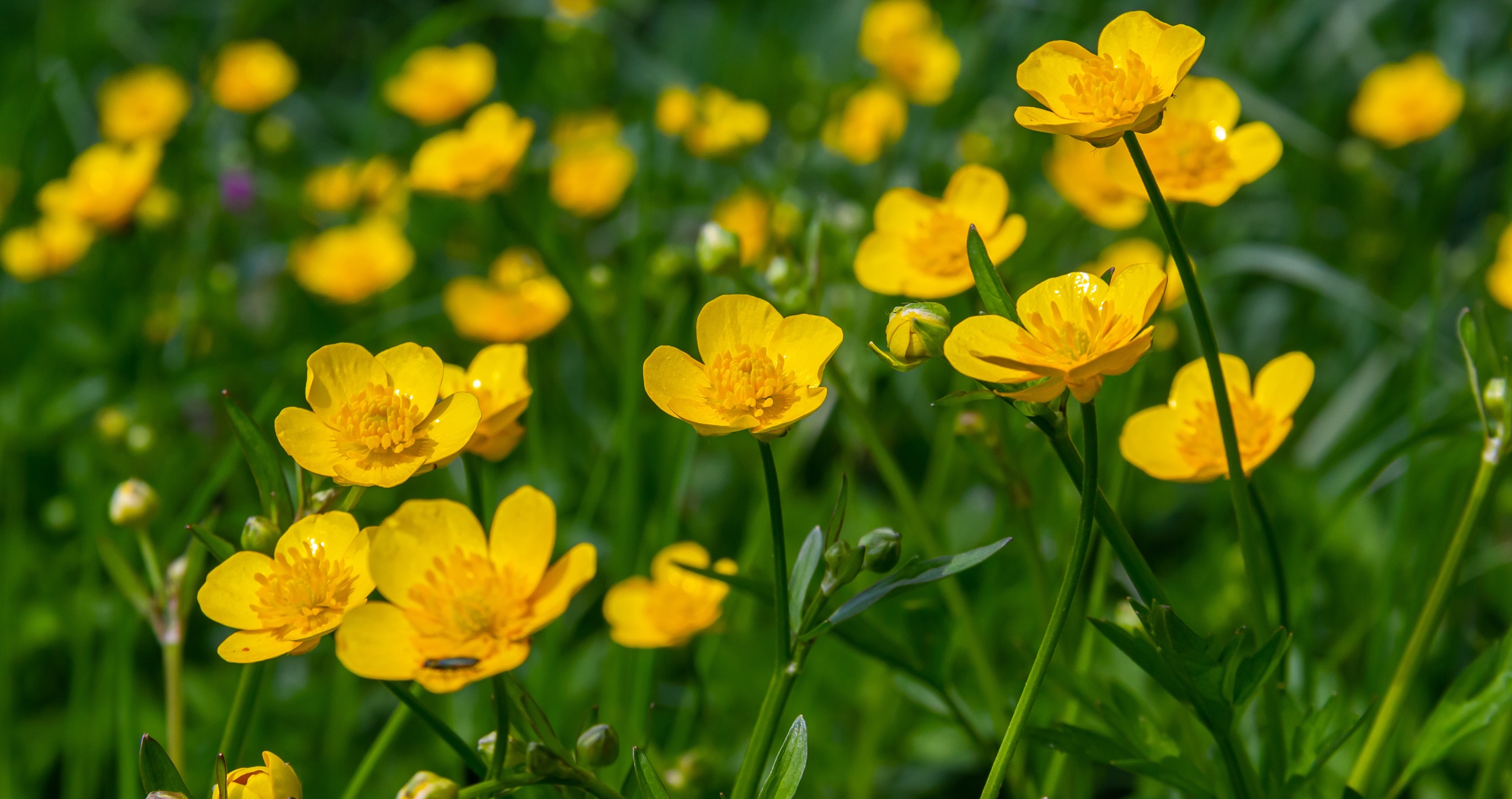 Common poisonous plants buttercups