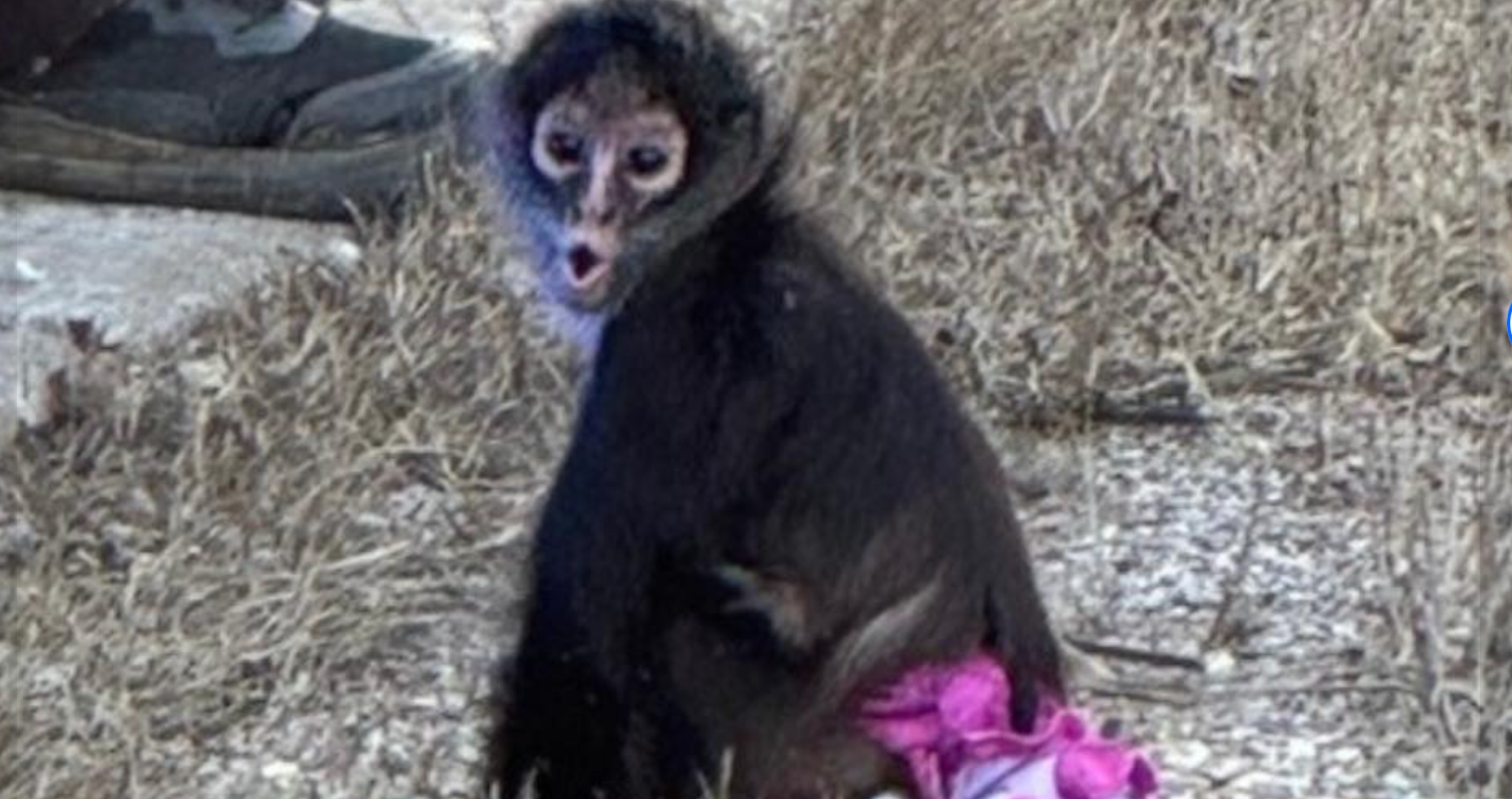 Escaped spider monkey in pink tutu