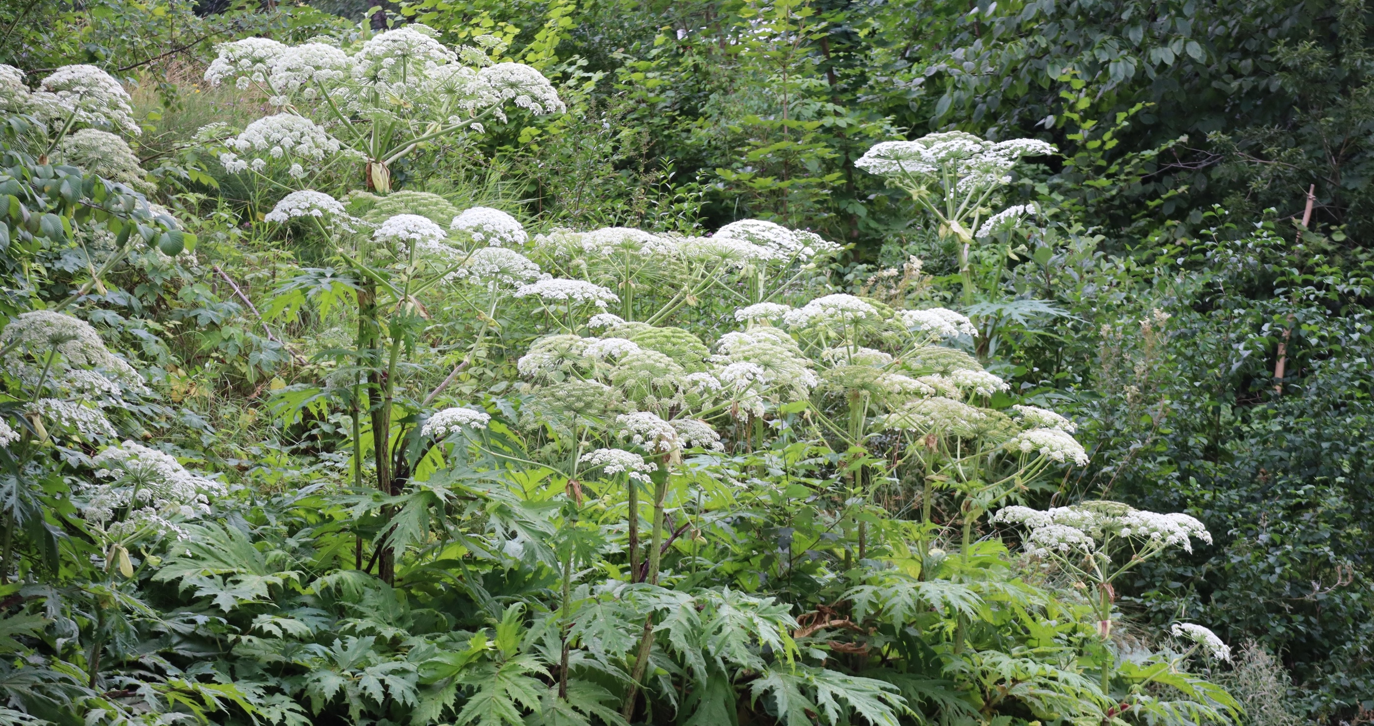 Giant Hogweed