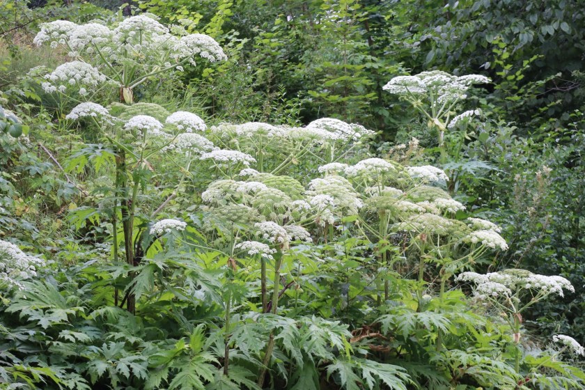 Giant Hogweed