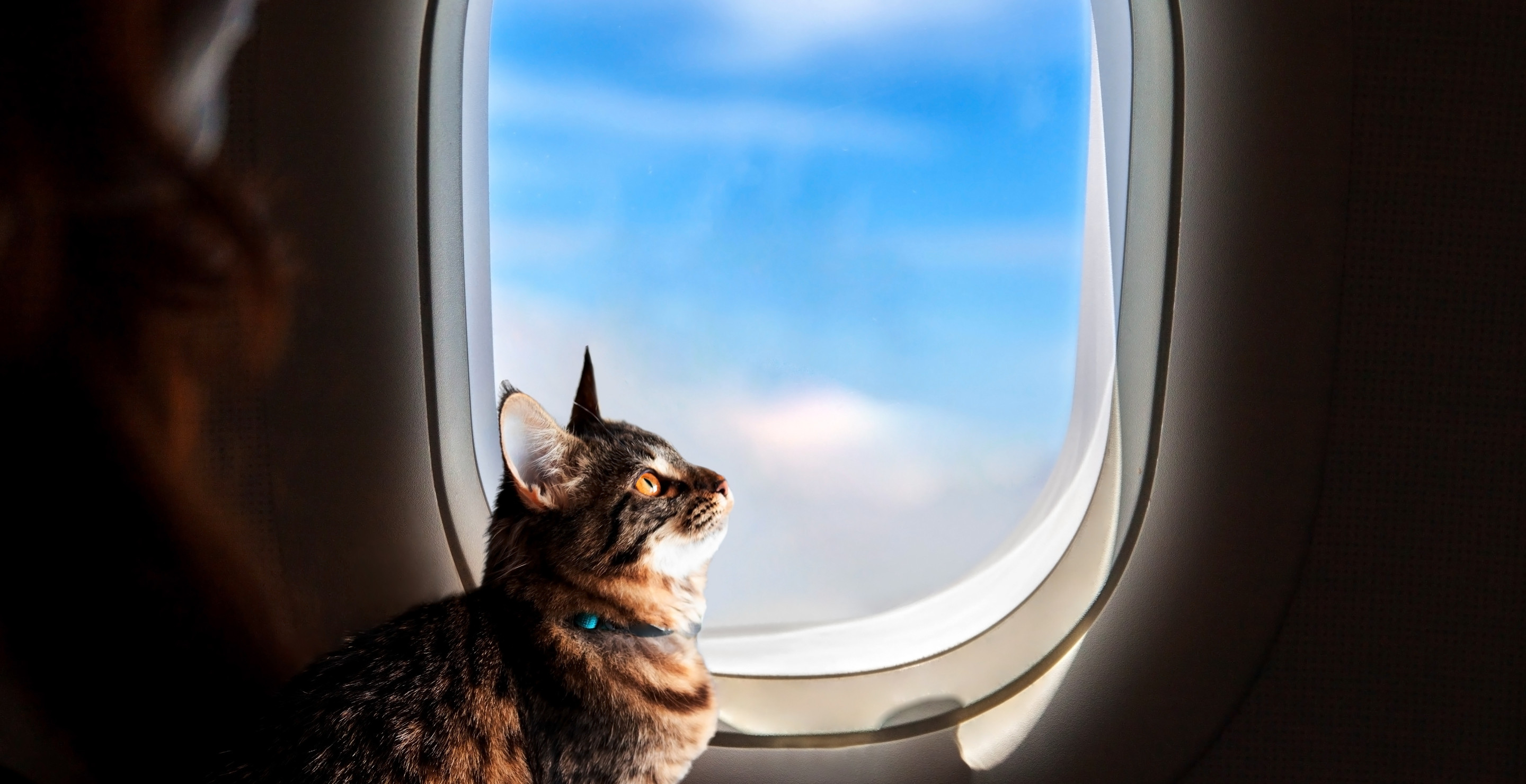 Mittens The Cat Ends Up Completing Three Flights After Being Forgotten In Cargo Hold Of Plane