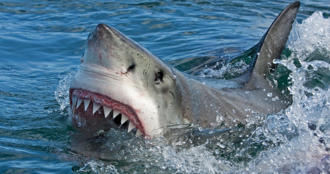 Shark attack kills tourist and injures another