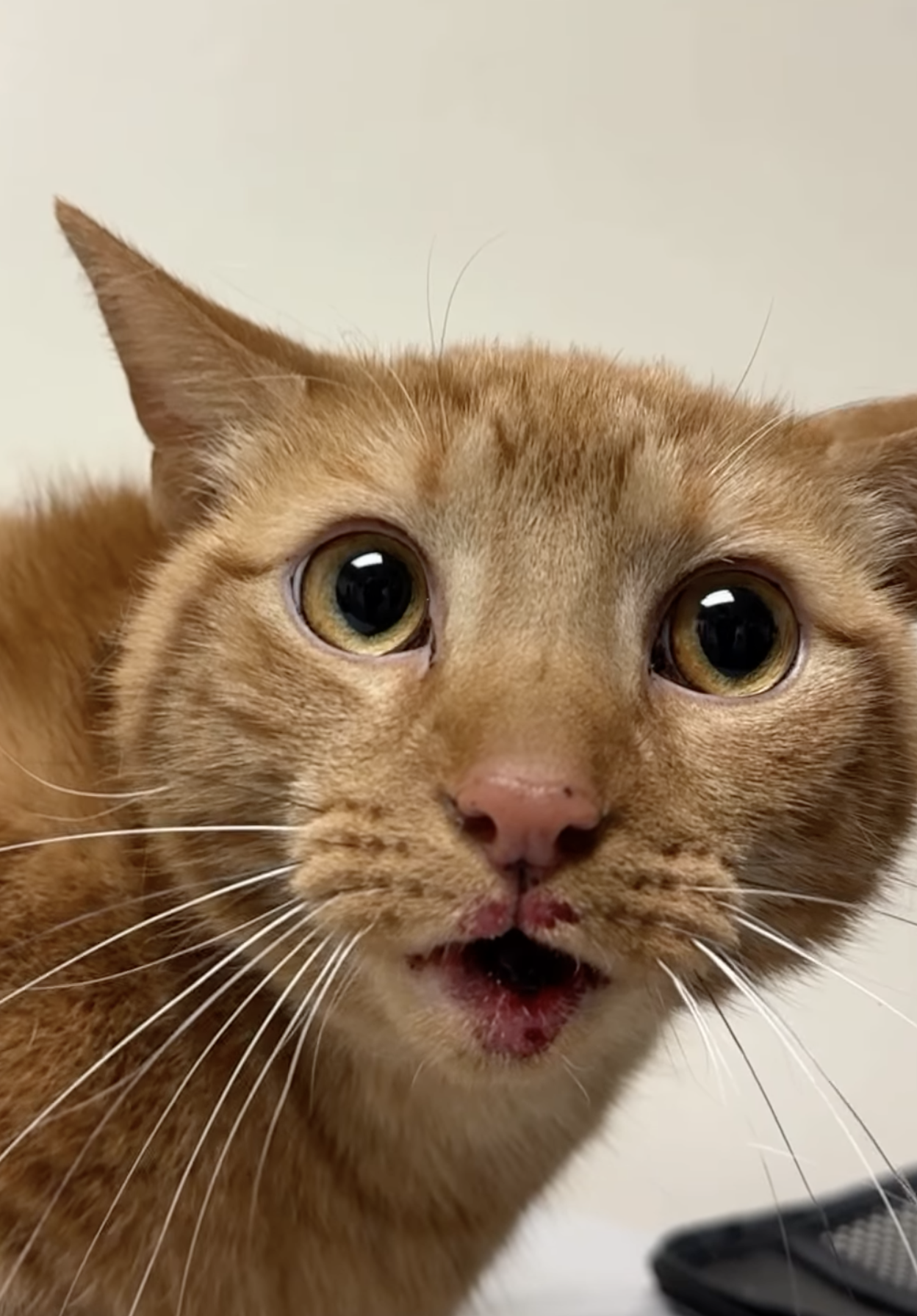 cat jumps three stories from building