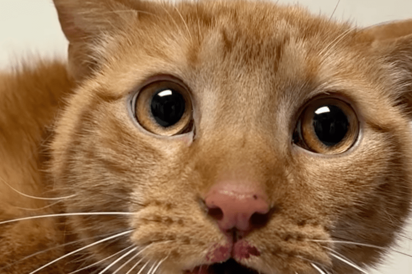 cat jumps three stories from building