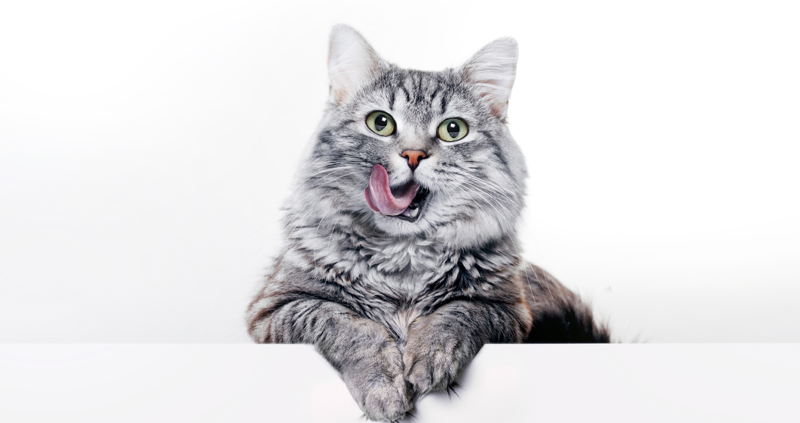 cat saves owner from snake