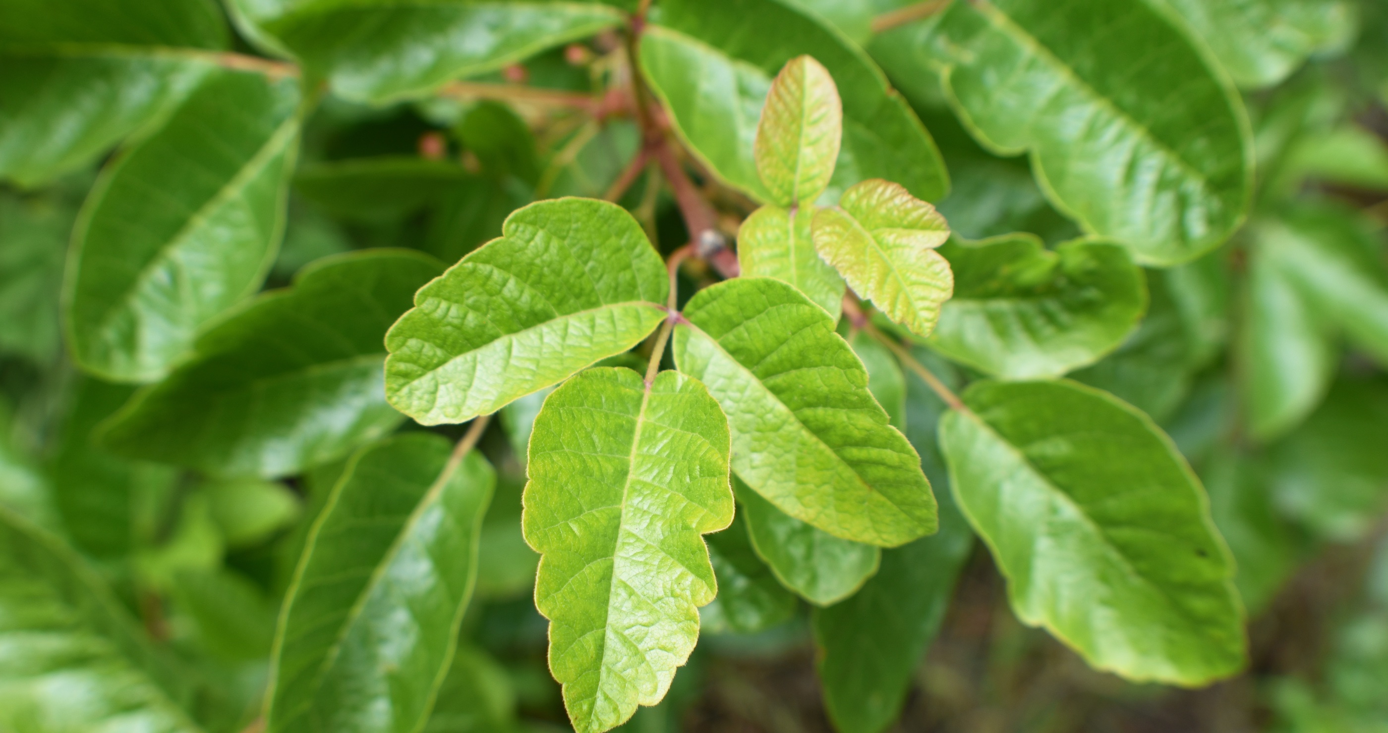 common poisonous plants