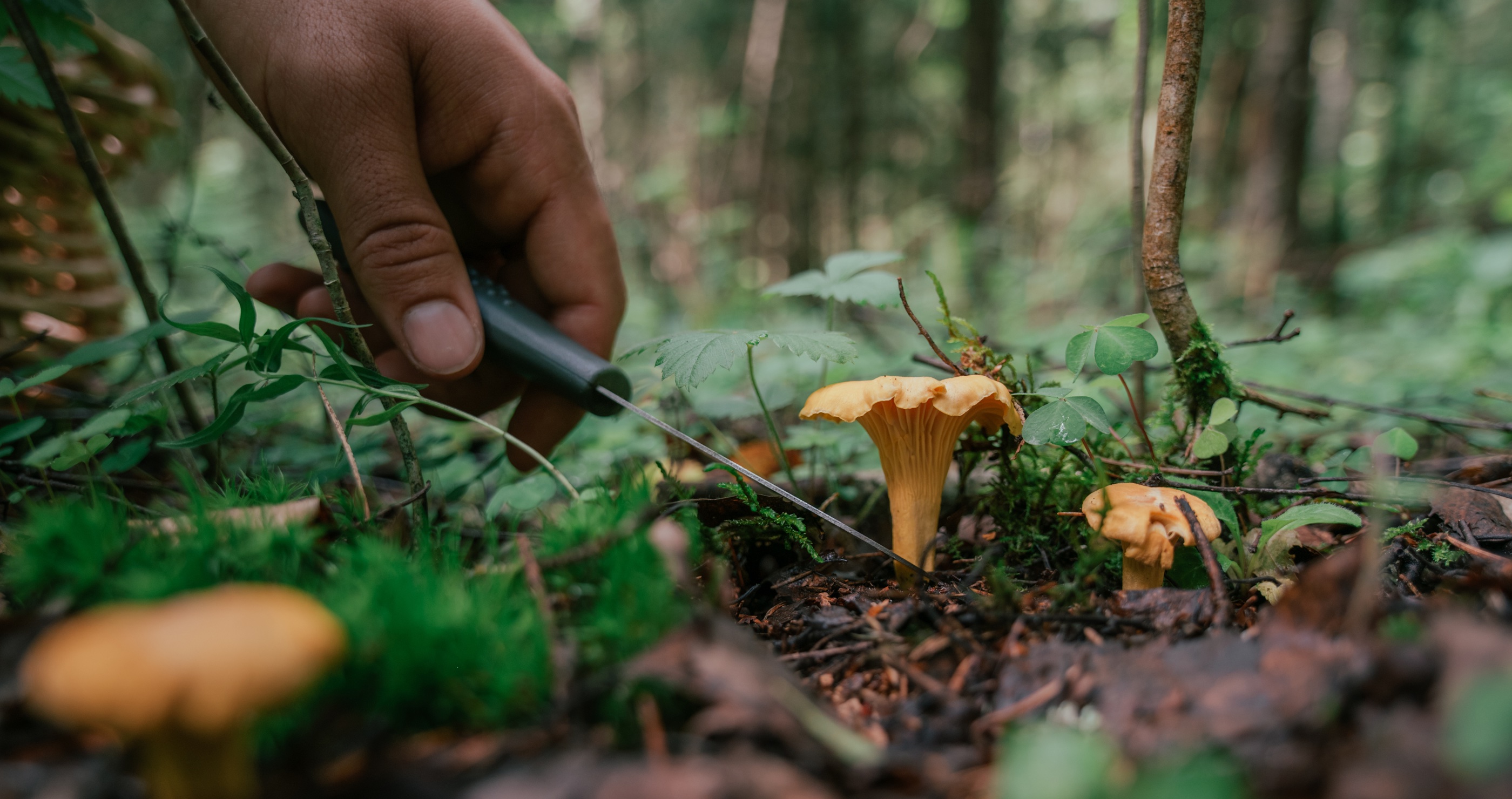 finding food in the forest through foraging