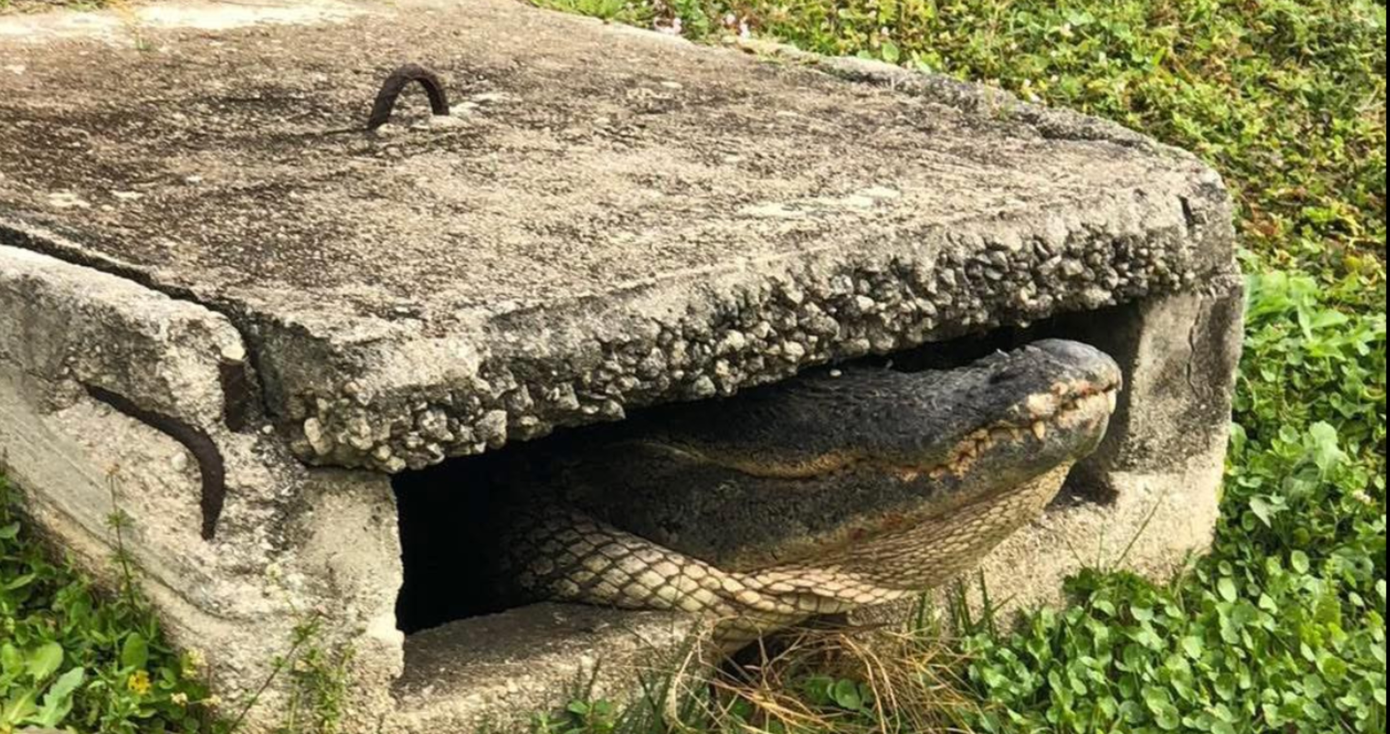 firefighters save alligator in storm drain in florida