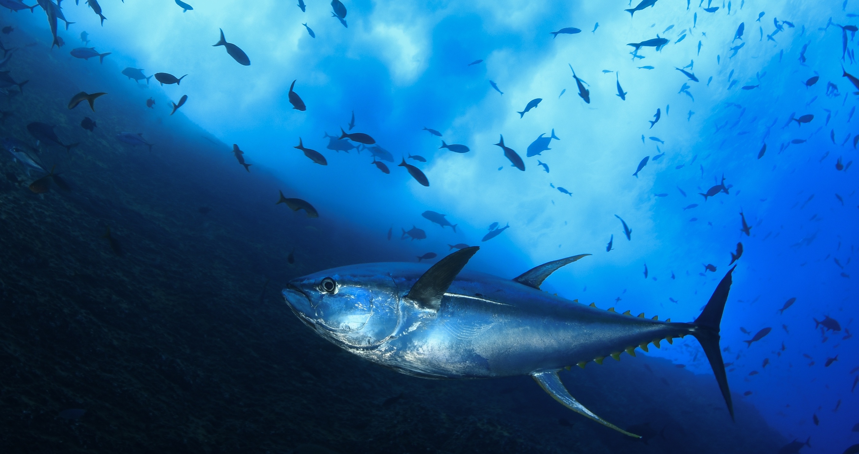 giant tuna size of motorcycle