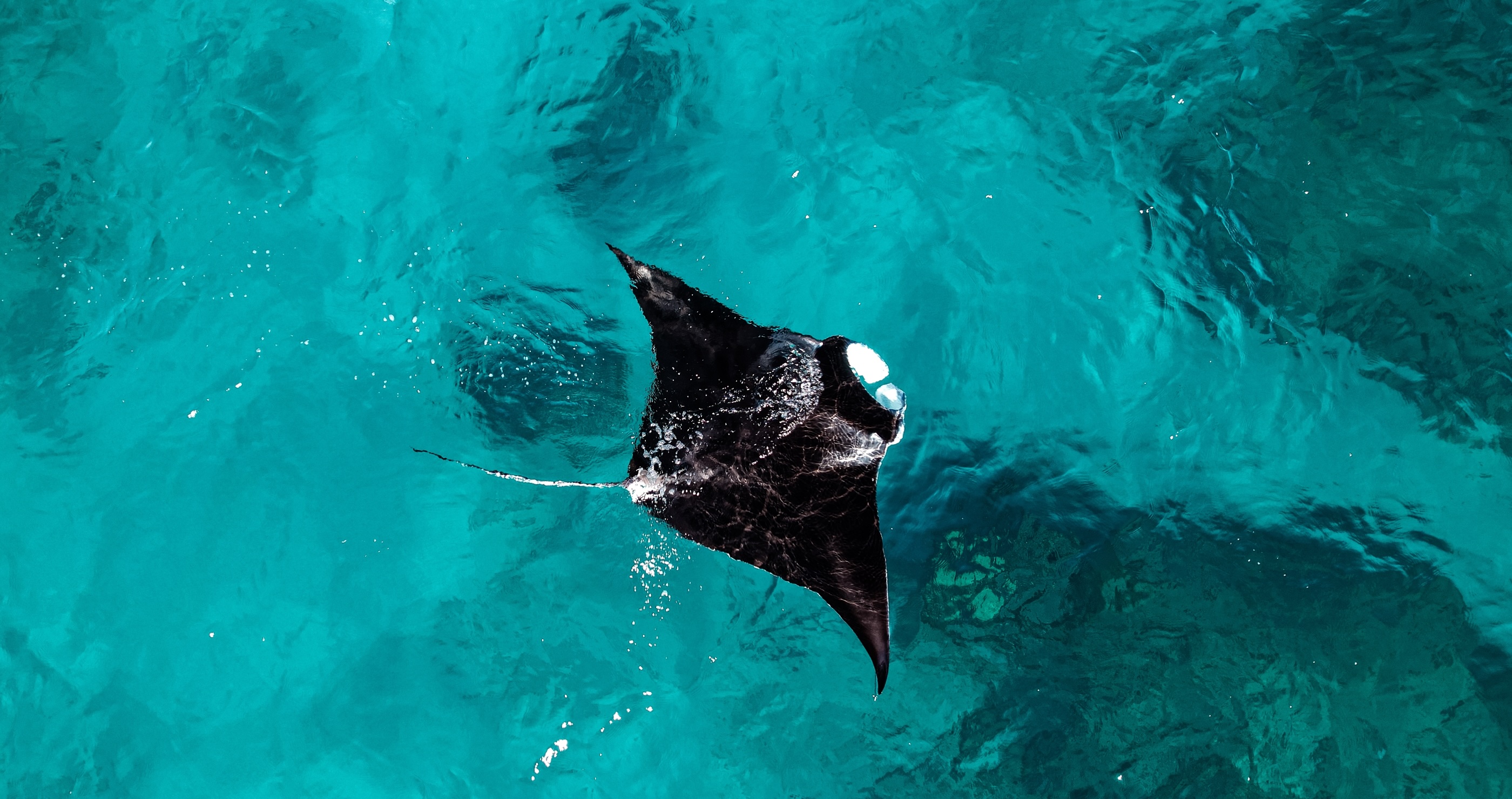 how climate change is changing sharks' and rays' patterns