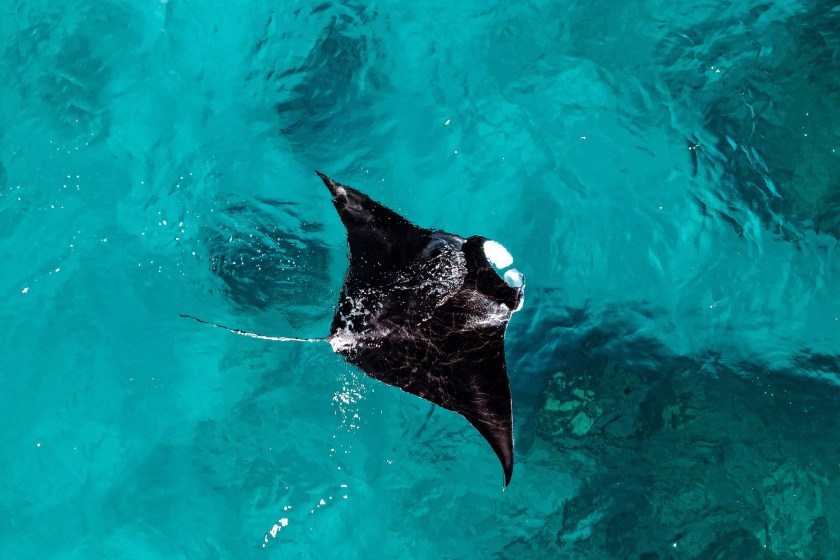 how climate change is changing sharks' and rays' patterns
