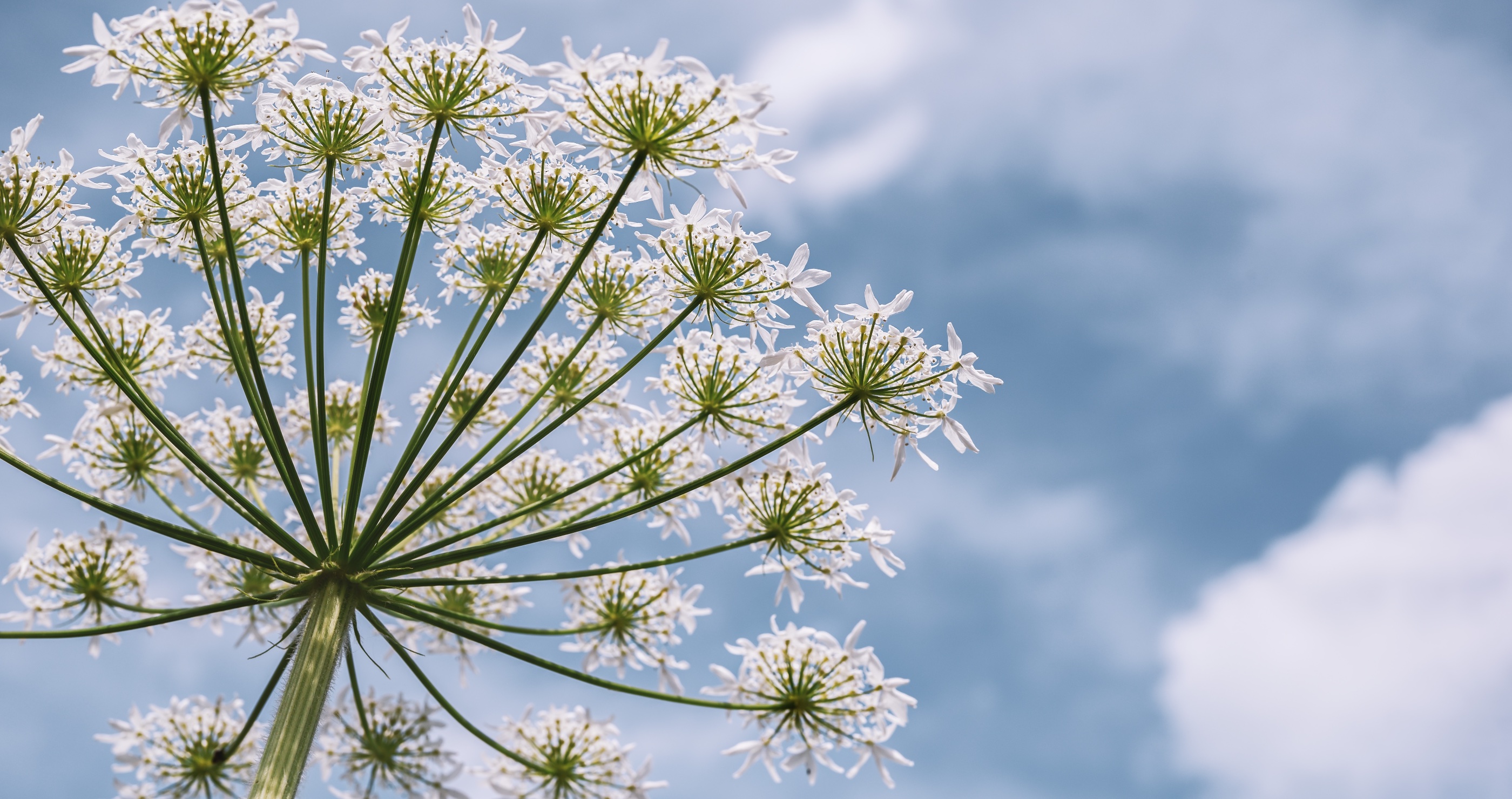 how to avoid common poisonous plants cow parsnip