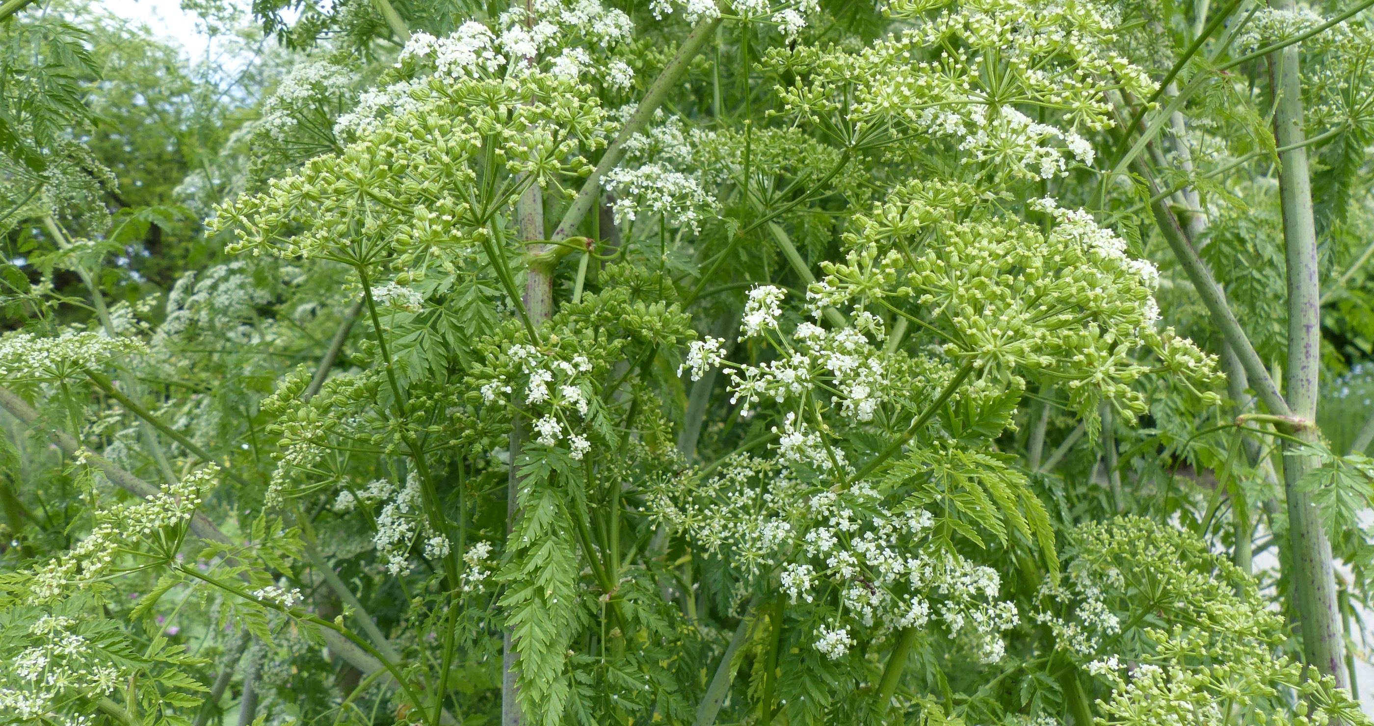 how to recognize common poisonous plants