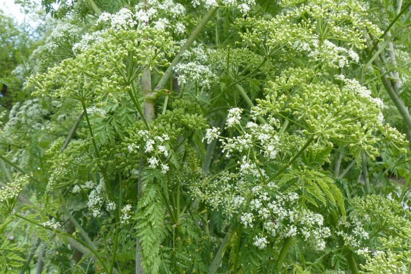 how to recognize common poisonous plants