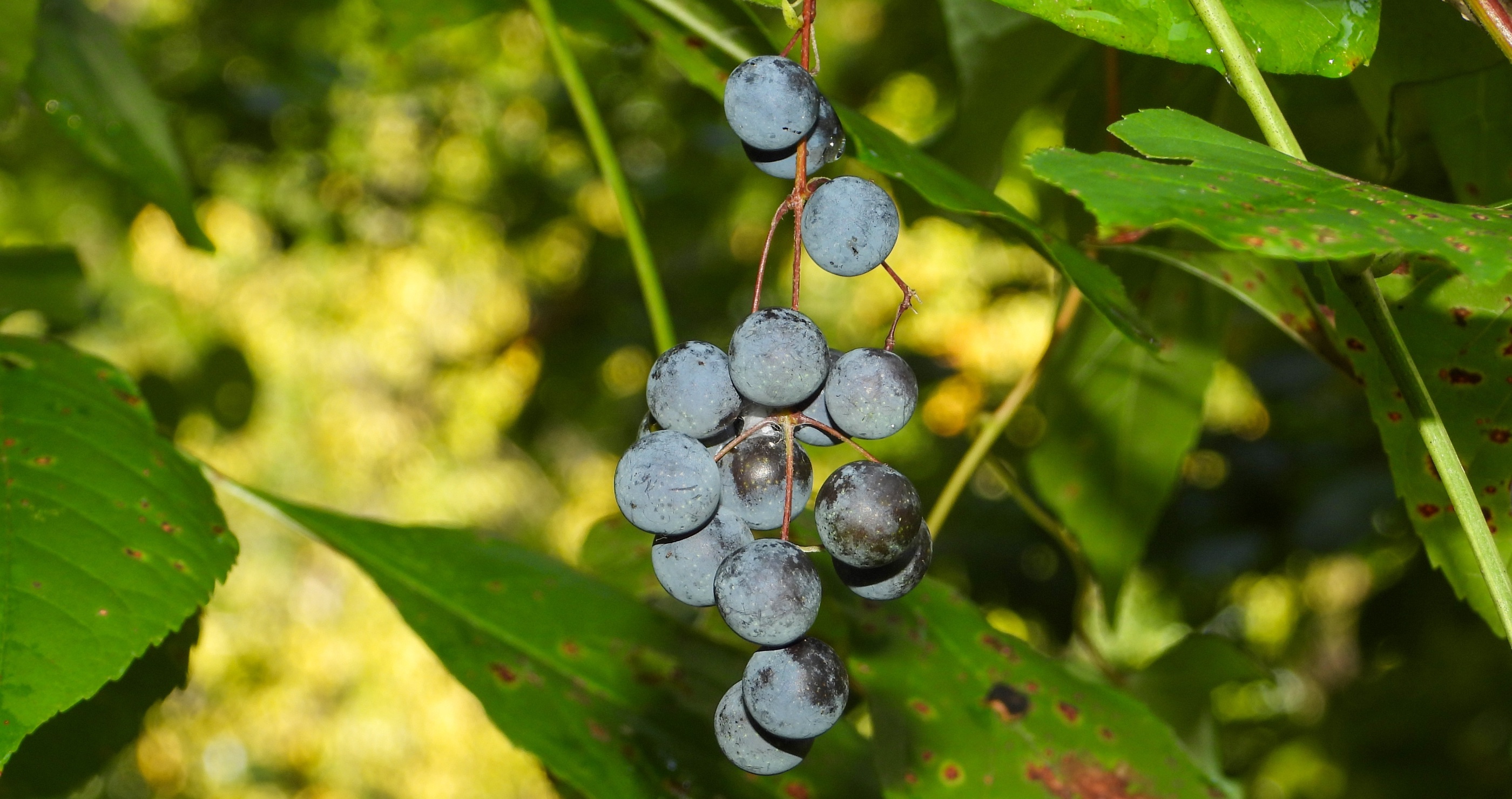 how to recognize common poisonous plants
