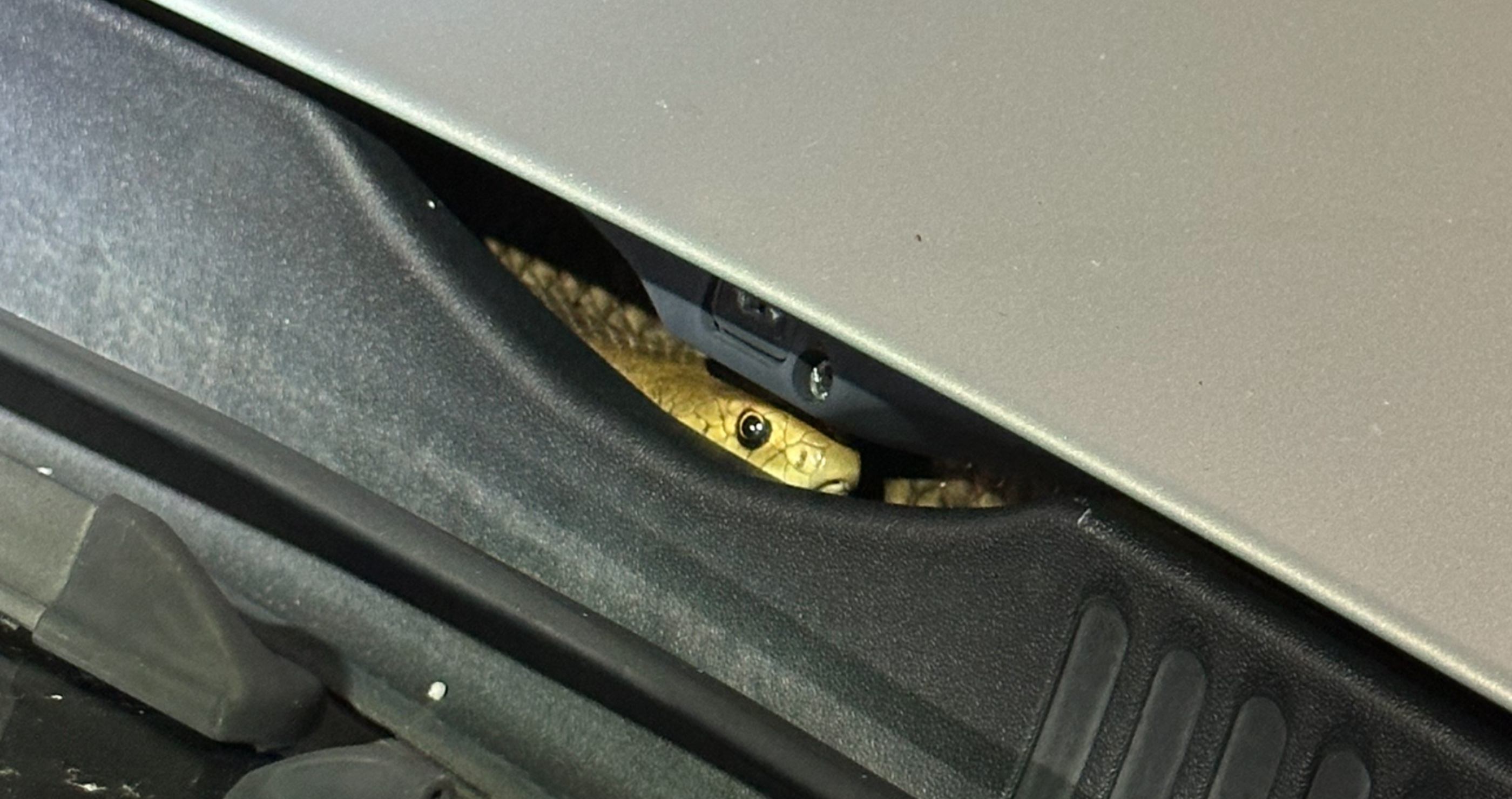 man finds venomous snake hiding in his car