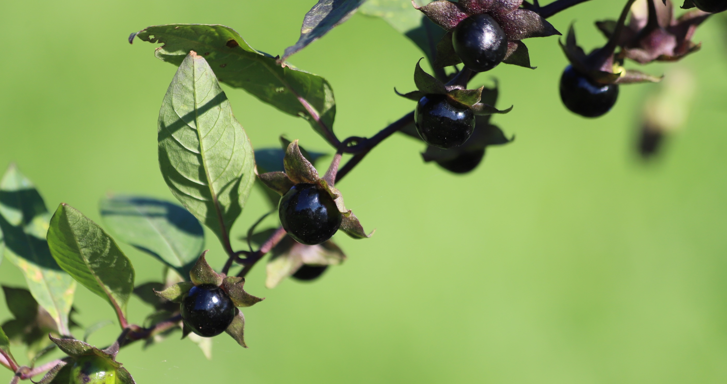 nightshade