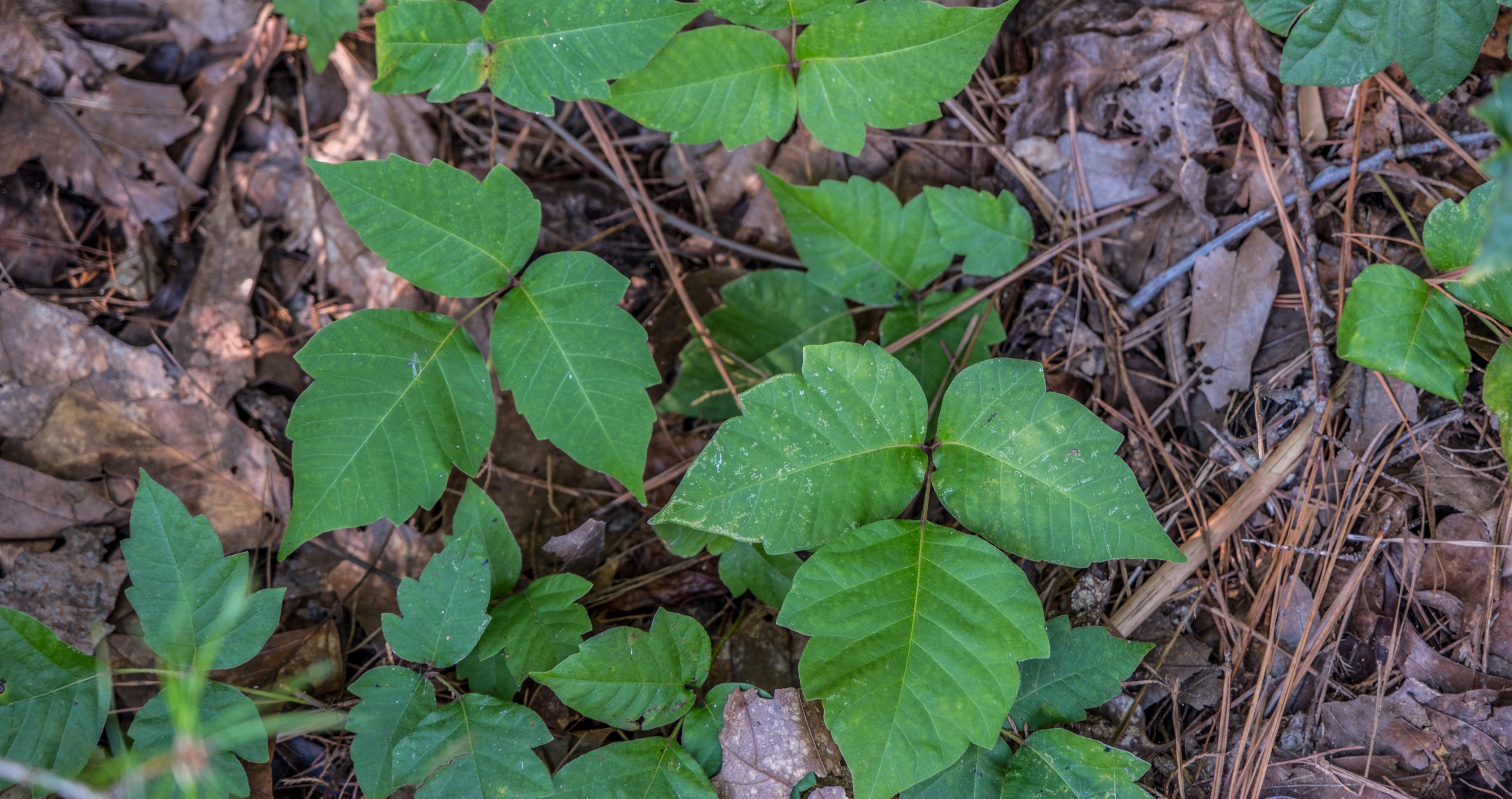 poison ivy