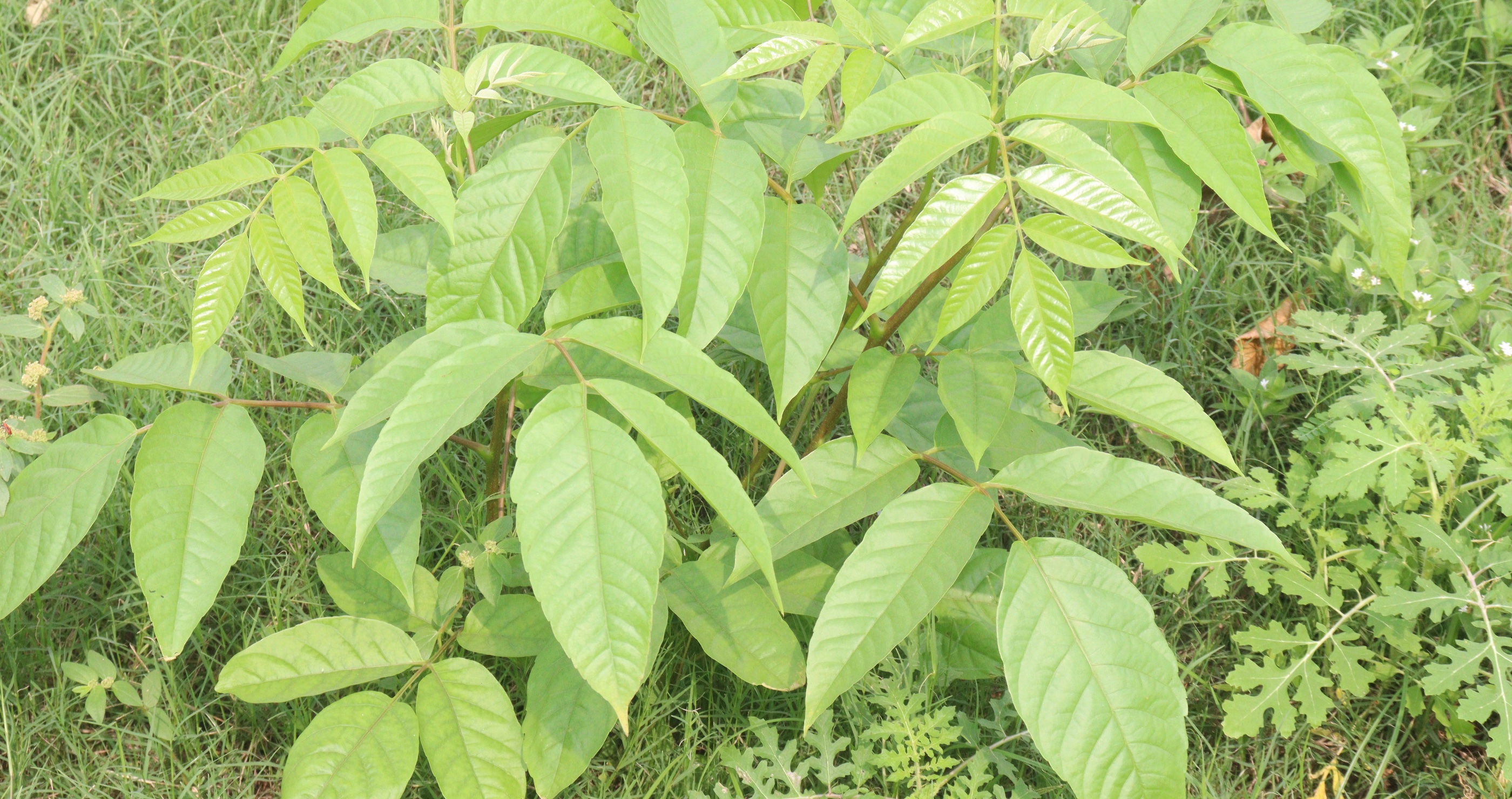 poison sumac