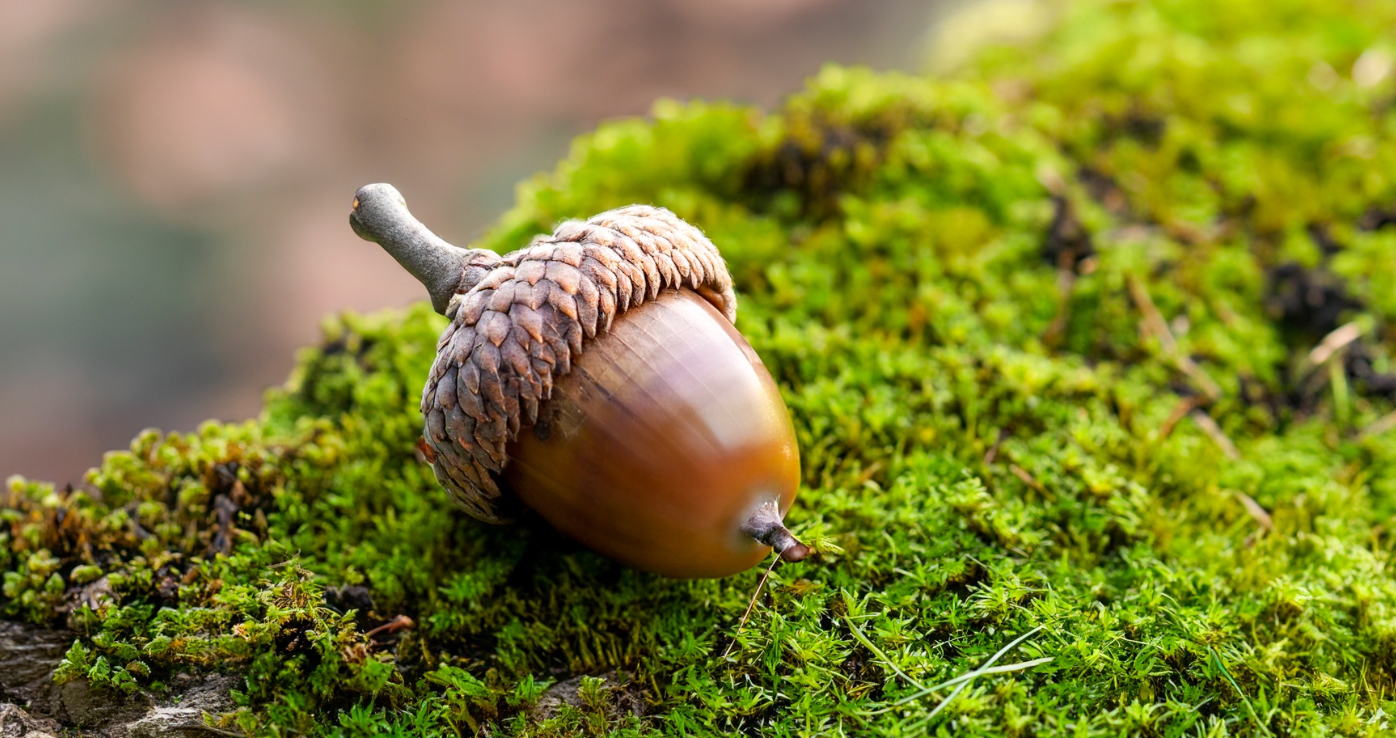 survival educator shares all acorns are edible