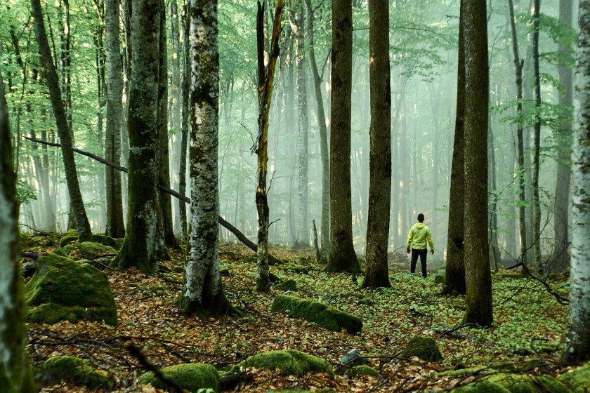 survival tips if you are lost in the woods