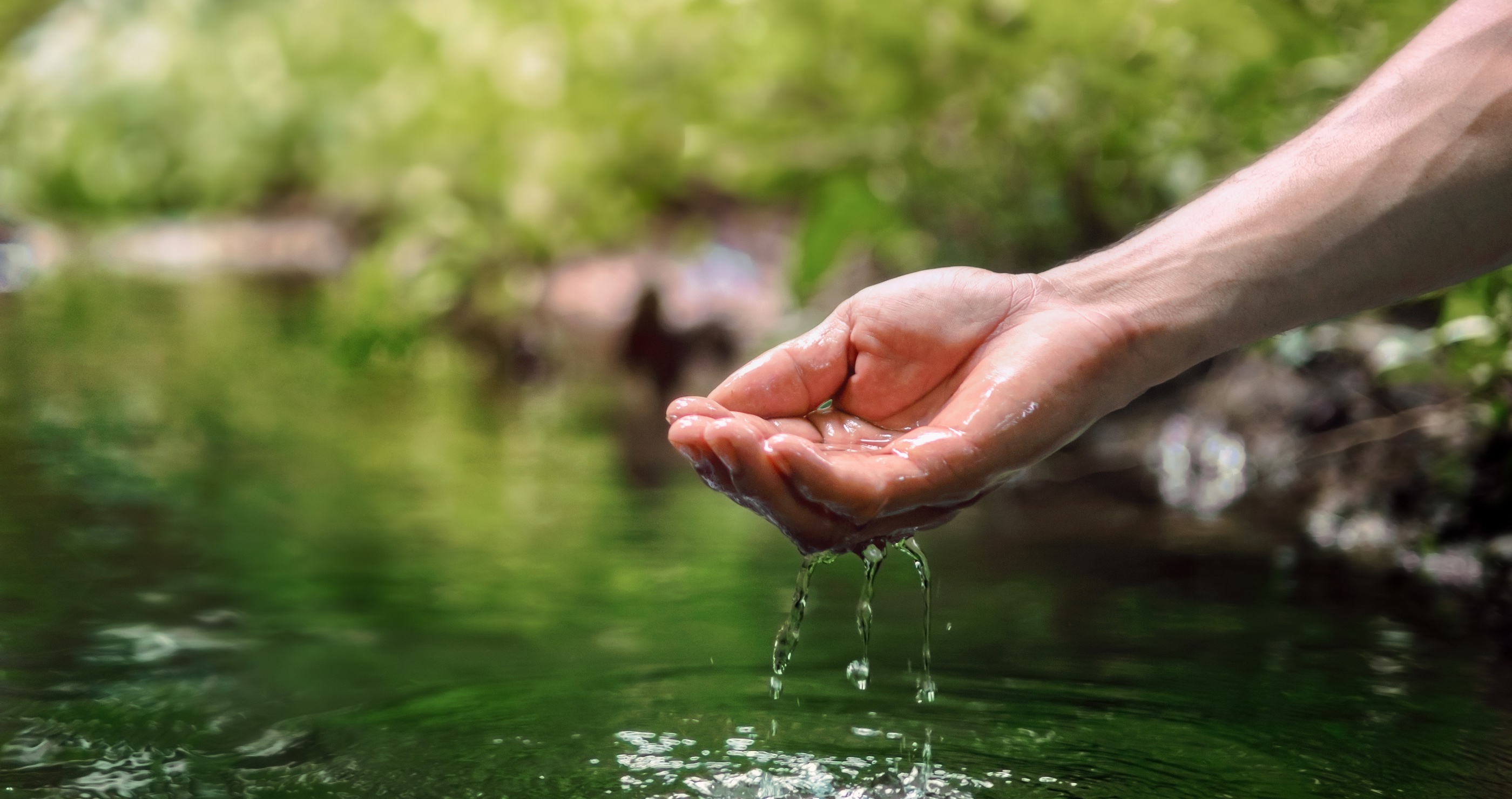 surviving in the woods water is essential