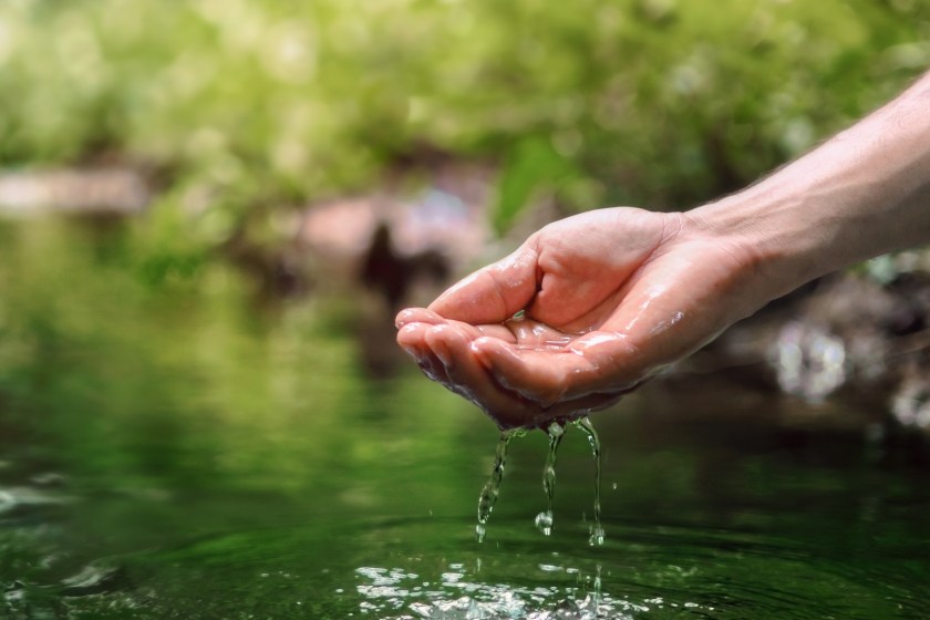 surviving in the woods water is essential