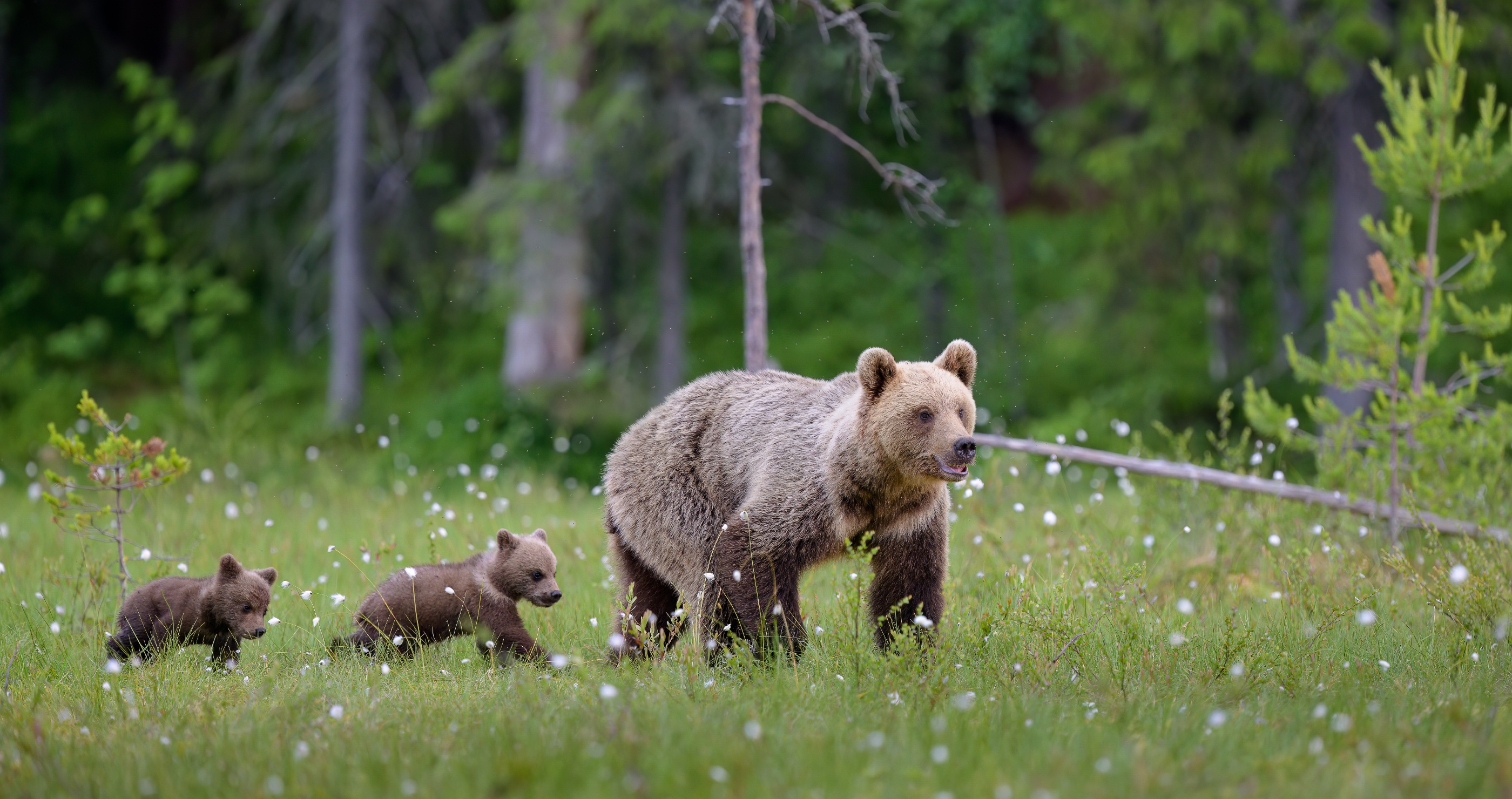 while defending dog from bears man suffers bite to the stomach