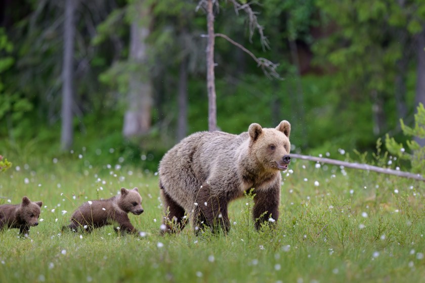 while defending dog from bears man suffers bite to the stomach