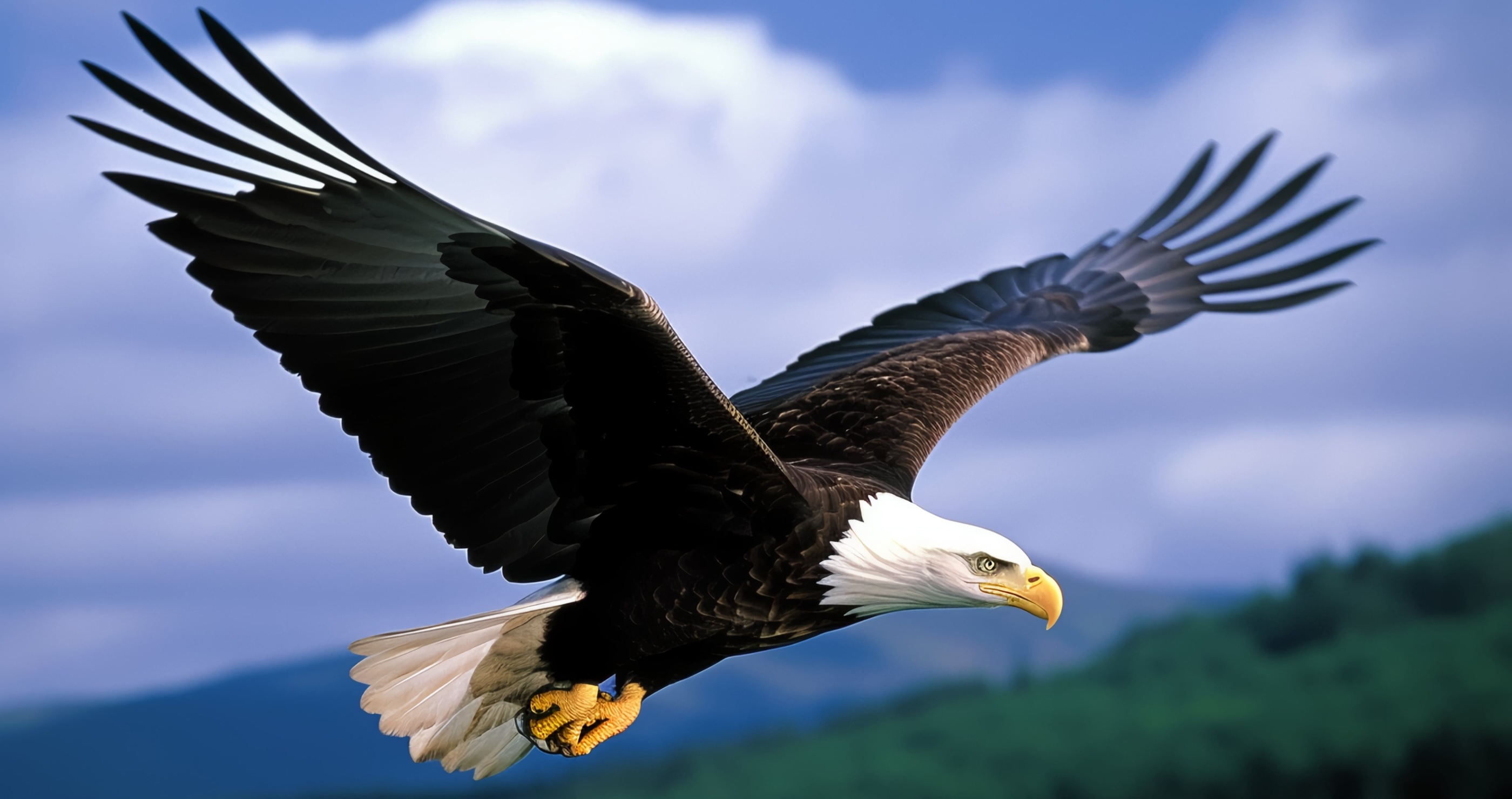 wild video shows bald eagle is much bigger than duck