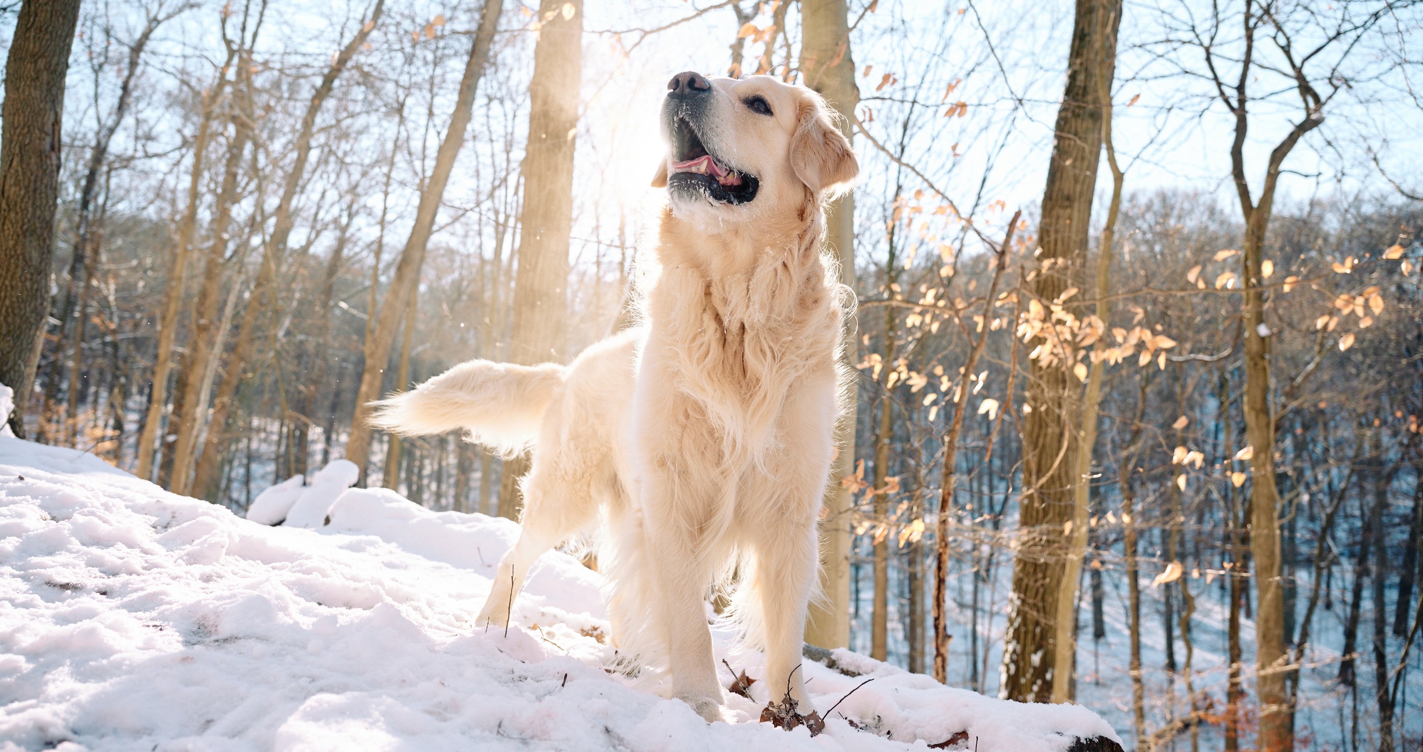 woman freezes to death letting dog out