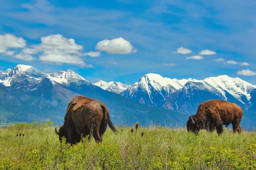 Yellowstone tourist gets too close to bison