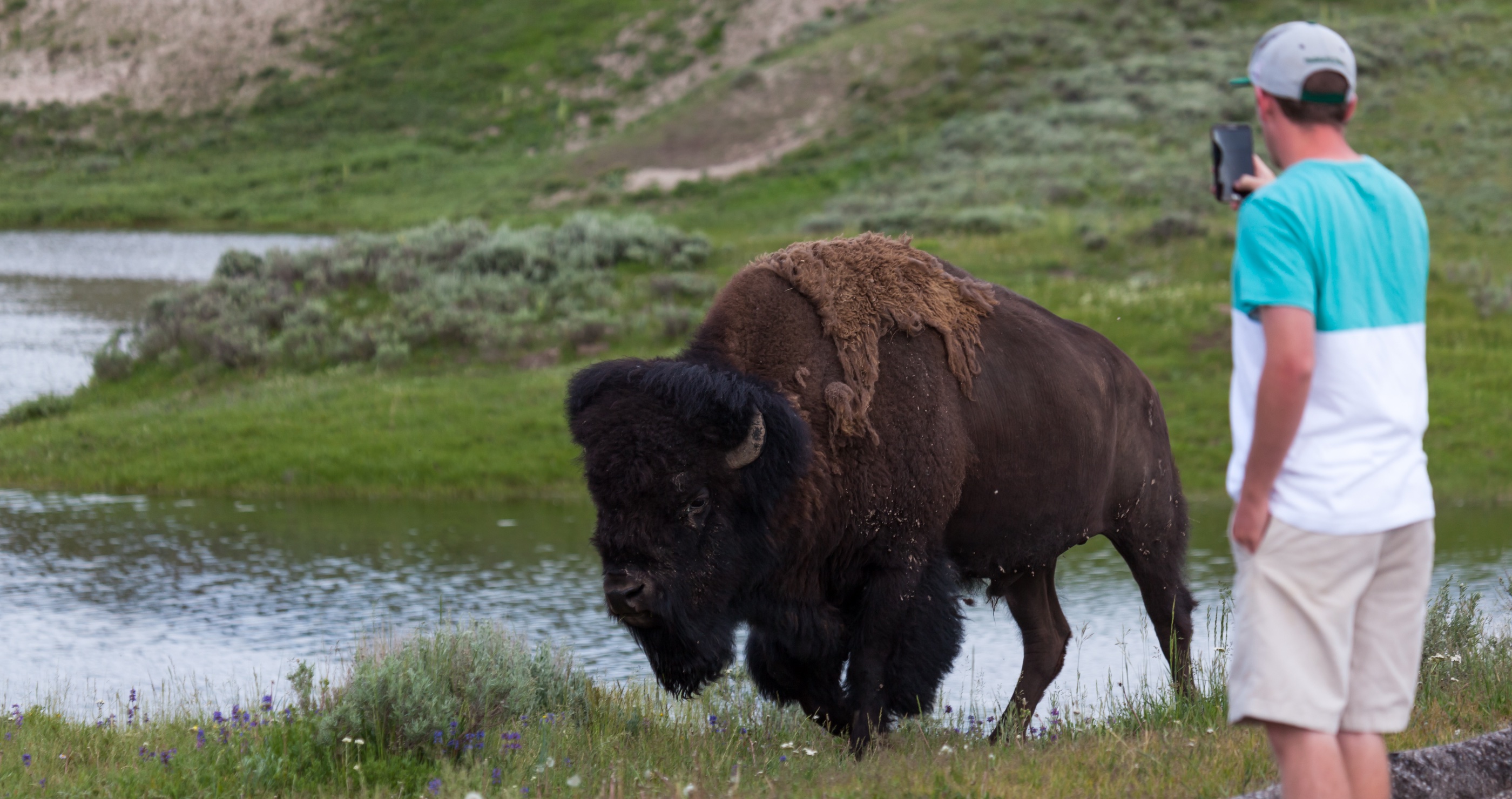 Yellowstone tourist gets too close to bison