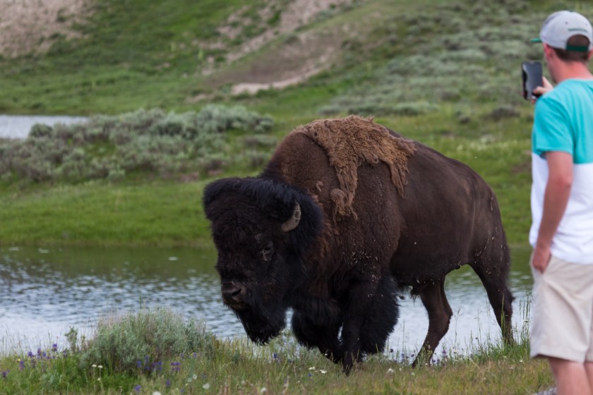 Yellowstone tourist gets too close to bison