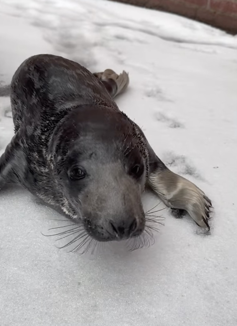 baby seal found in the middle of Connecticut city