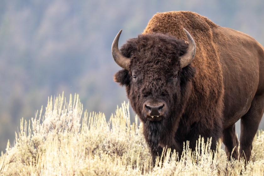bison headbutts kid
