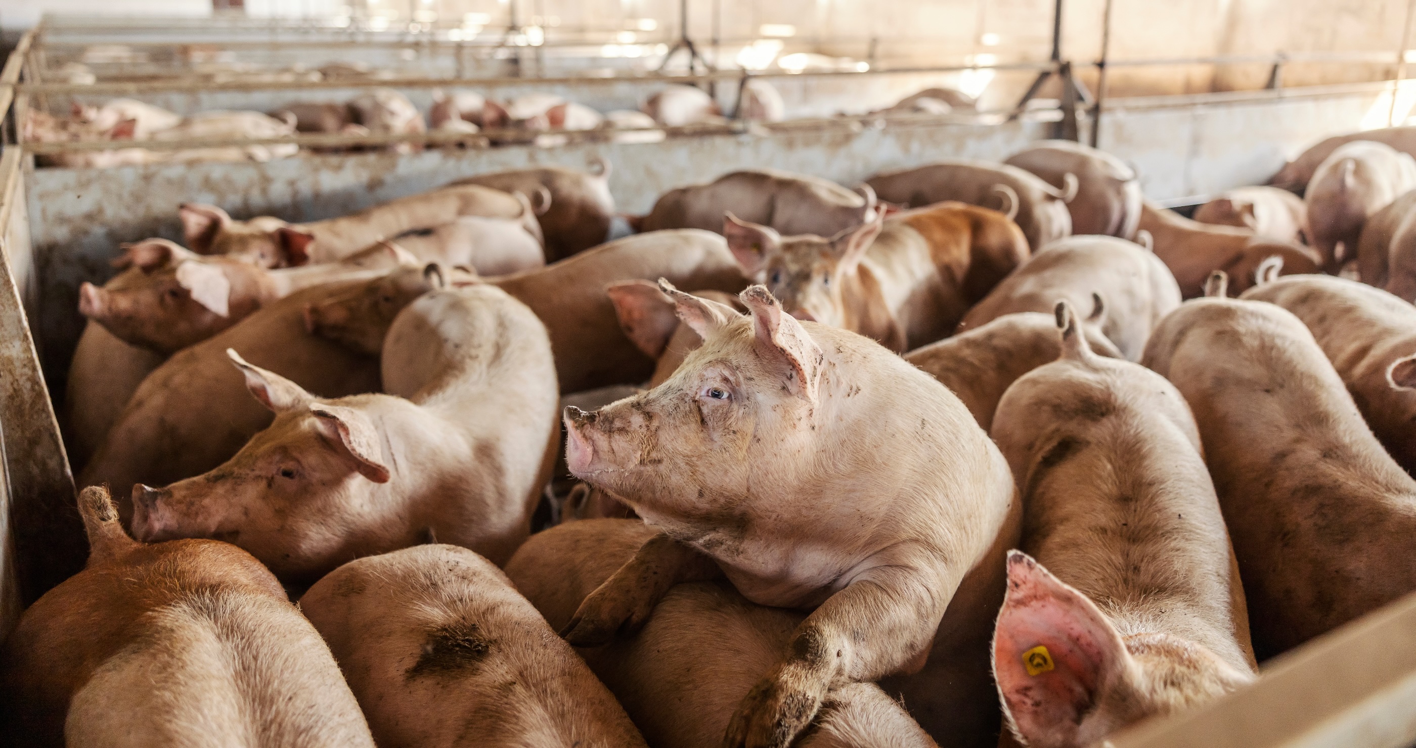 Photo of hogs in a crowded pen