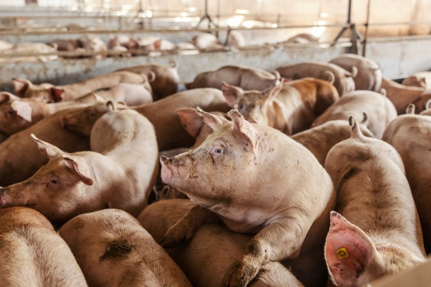Photo of hogs in a crowded pen