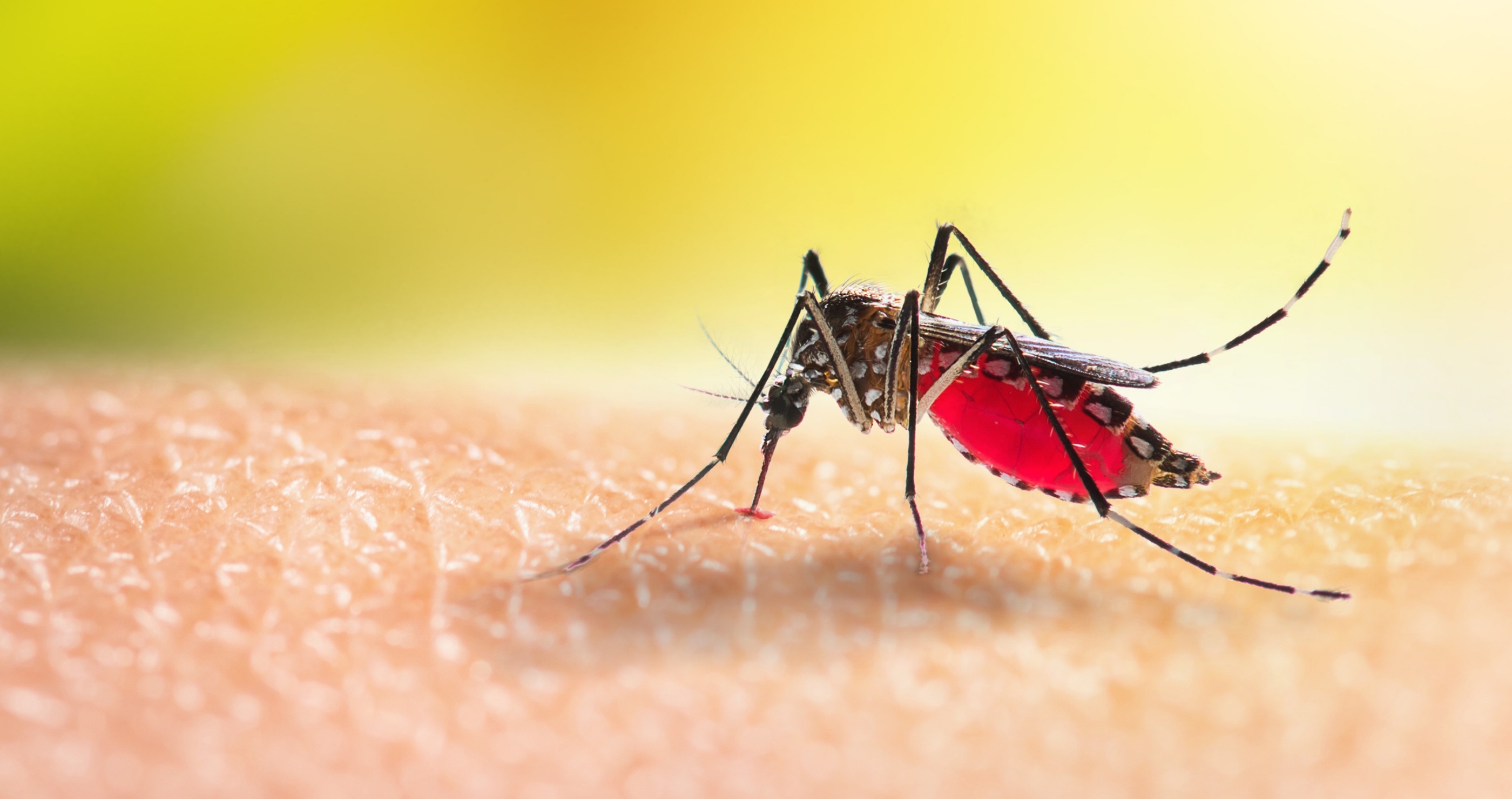 mosquitos and Zika