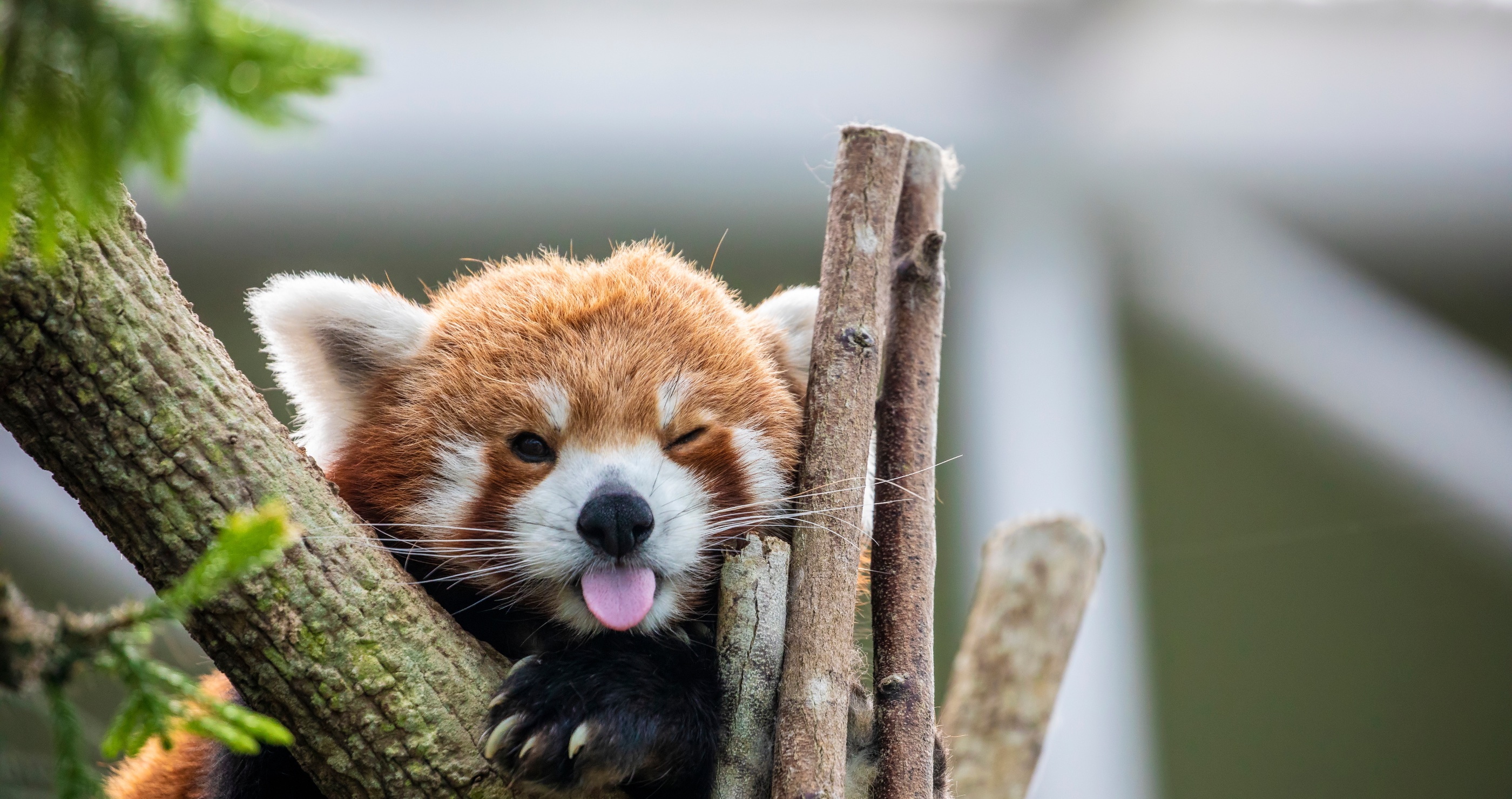 Adorable photo of a red panda sticking out its tongue 