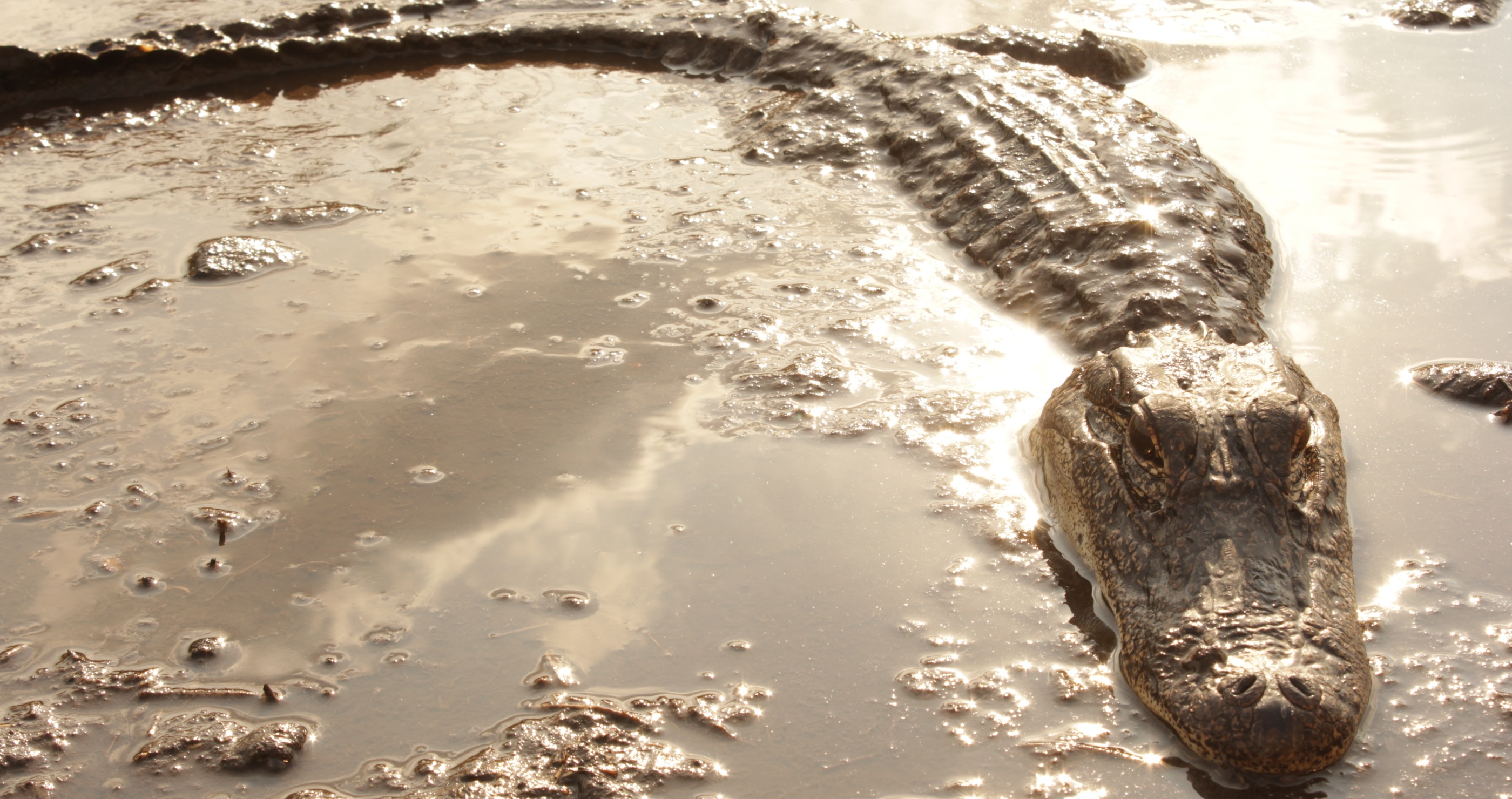 Picture of an alligator laying in muddy water