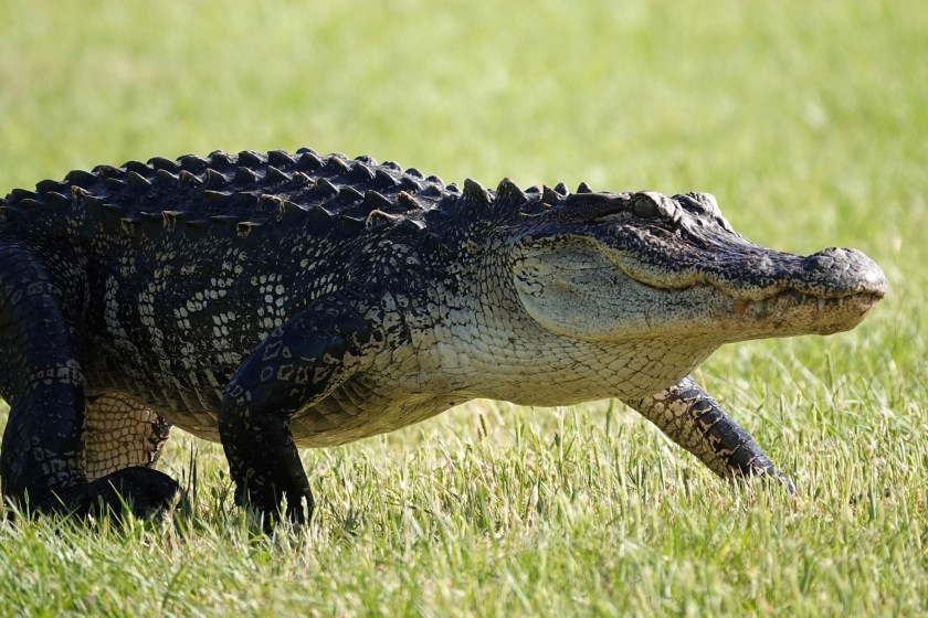 Albert The Alligator May Be Headed Home After Officials Seized The Pet From Owner