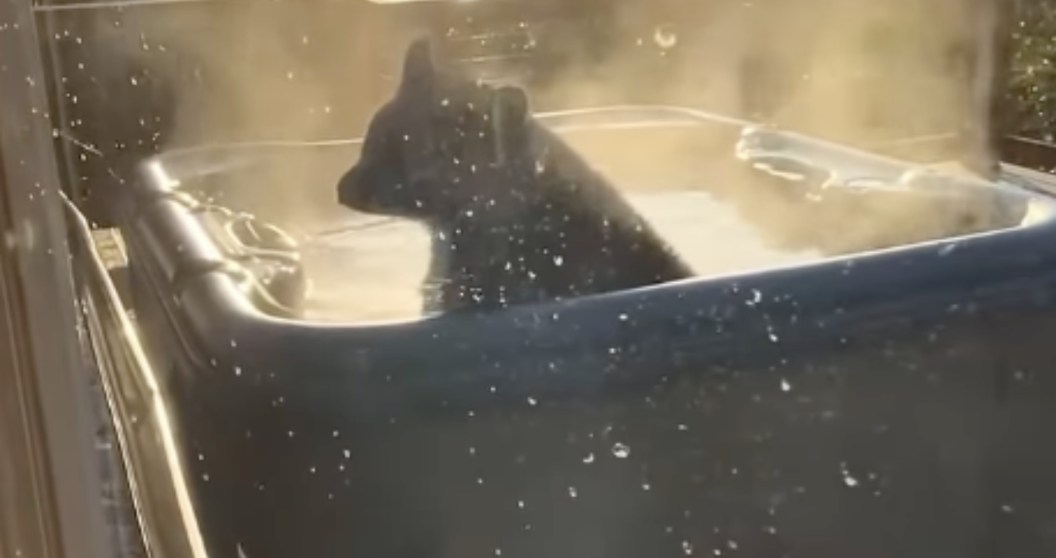 Black Bear Helps Itself To Man's Hot Tub In Hilarious Clip