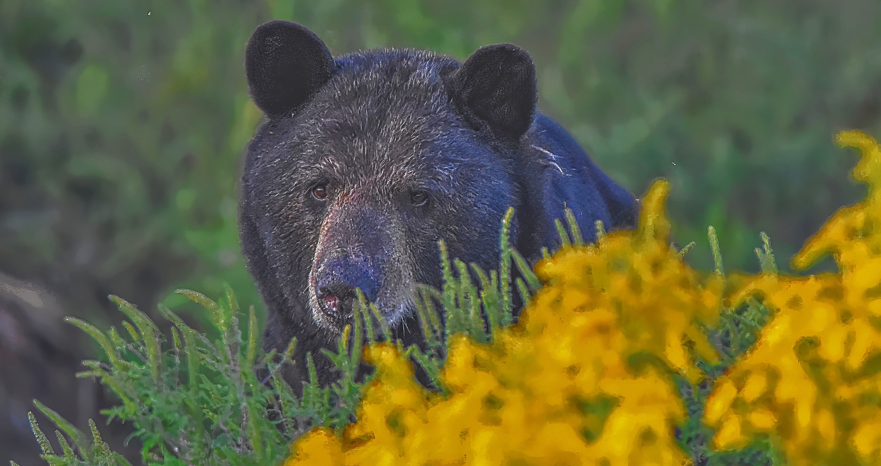 Black Bear Helps Itself To Man's Hot Tub In Hilarious Clip