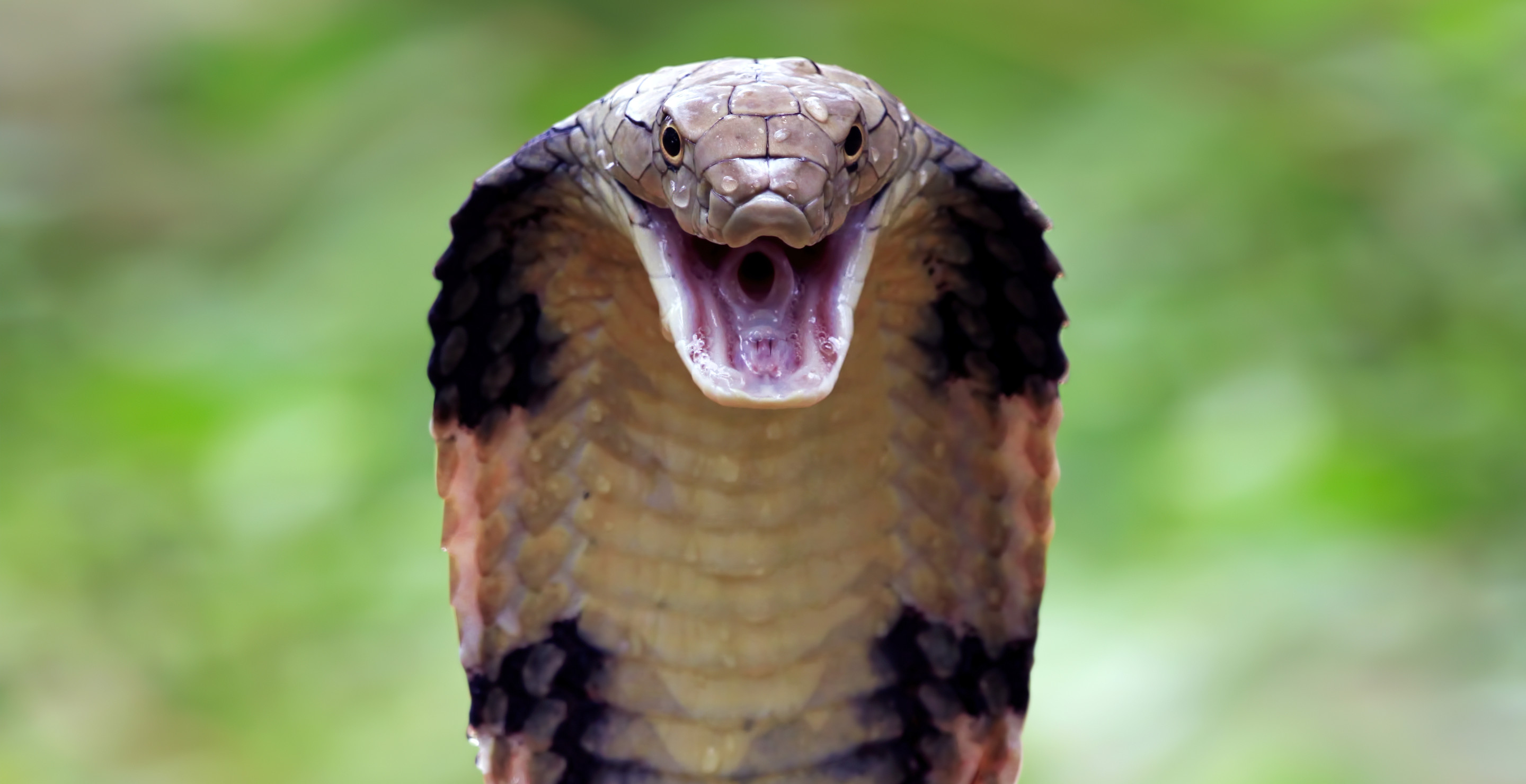 Cobra Slithers Across Surprised Man's Feet While He Watches TV