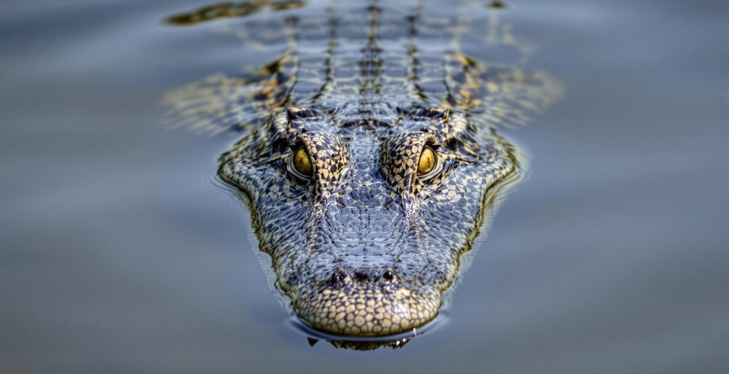 Crocodile Kills Beachgoer Then Swims To Shore Still Clutching Her Body