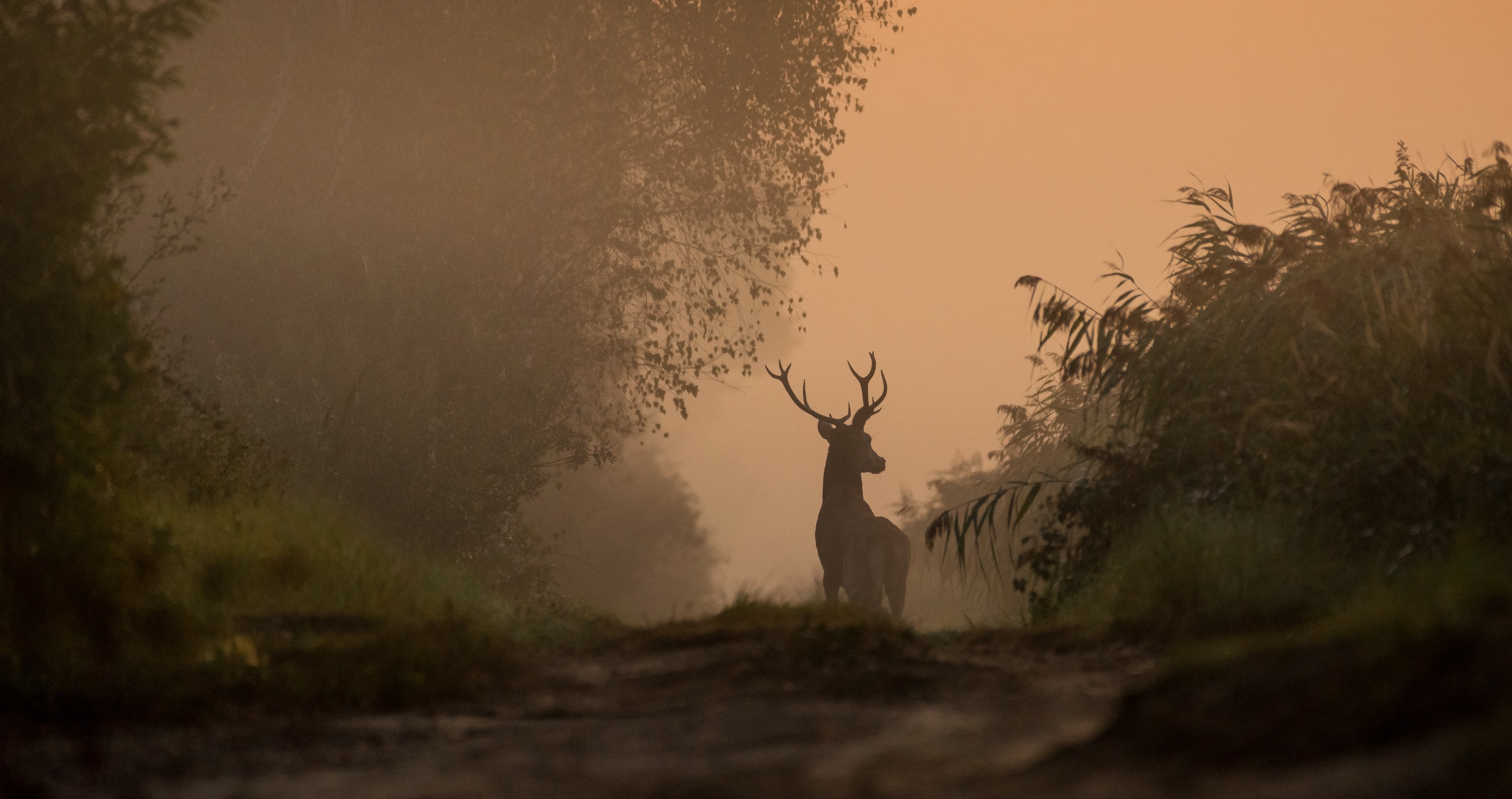 Deer Hunter Proposes To Girlfriend Then Kills Deer Seconds Later