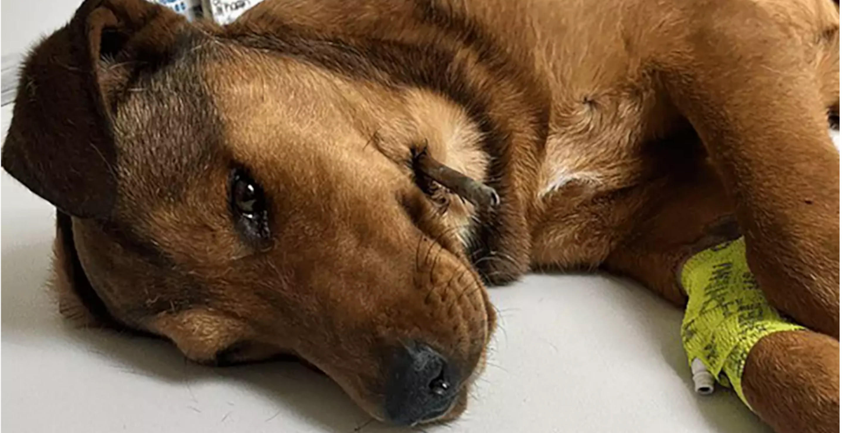 Dog Found With Arrow In Its Neck, Rescuers Fear It Was Hunted For Fun