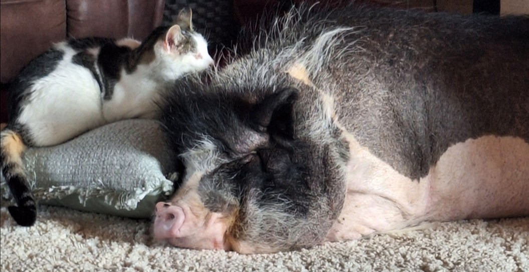 Homer The Pig, TikTok And Internet Viral Hog, Dies During Routine Procedure, Now Owner Wants Answers